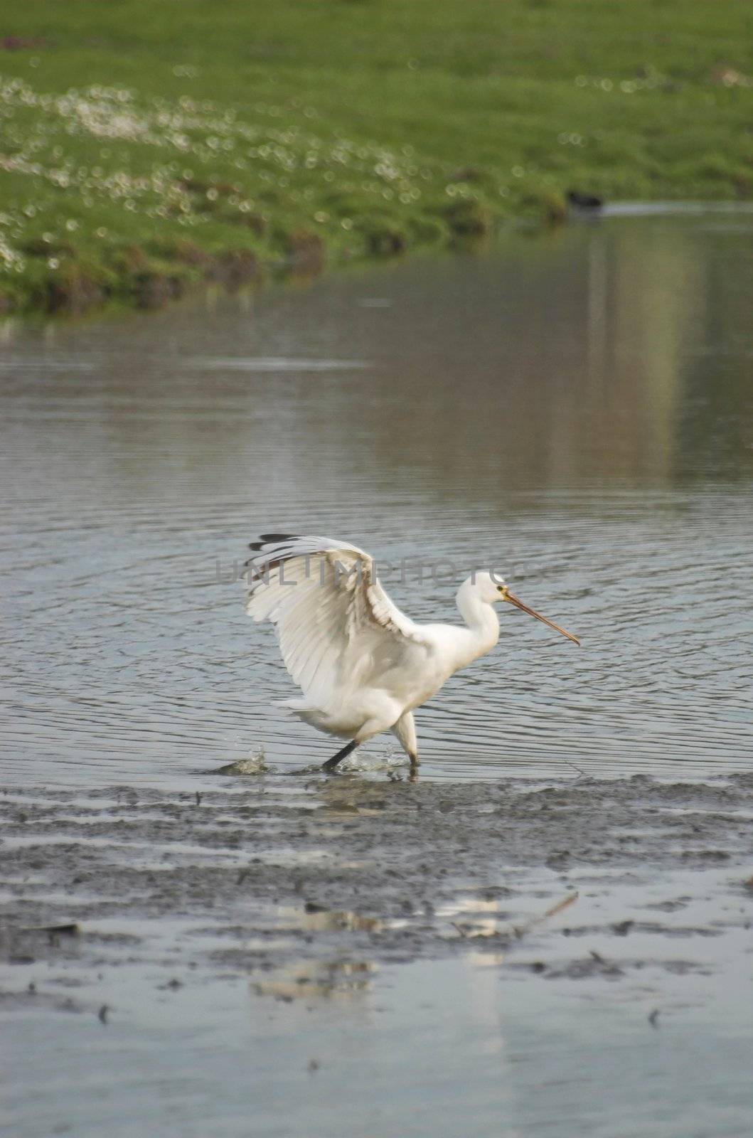 Common spoonbill searching for food in a Dutch canal