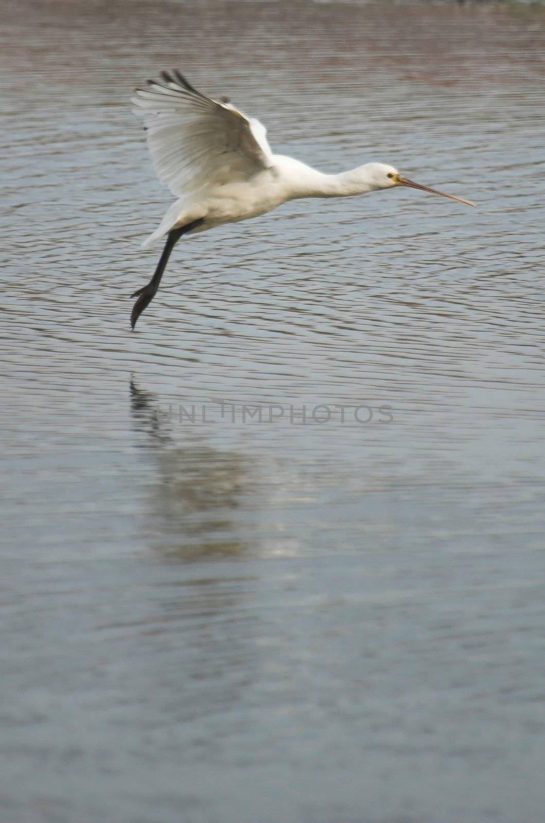 Common spoonbill searching for food in a Dutch canal