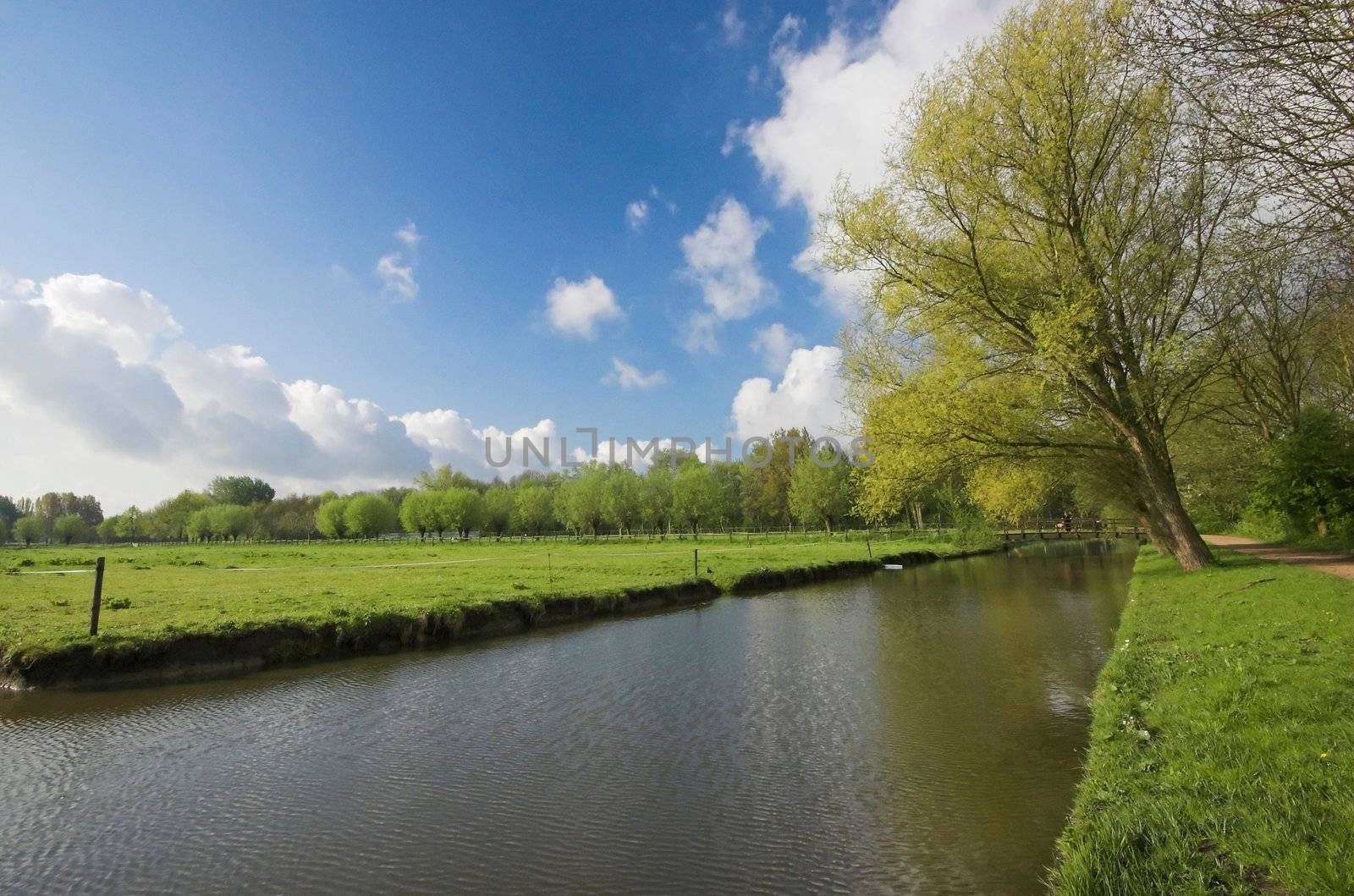 Dutch countryside in early Spring, a view of green field and willow woods