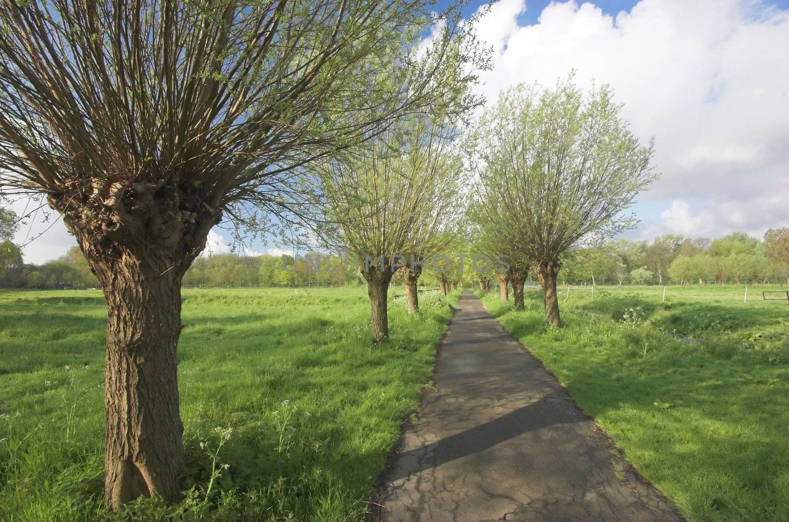 Dutch countryside in early Spring, a view of green field and willow woods