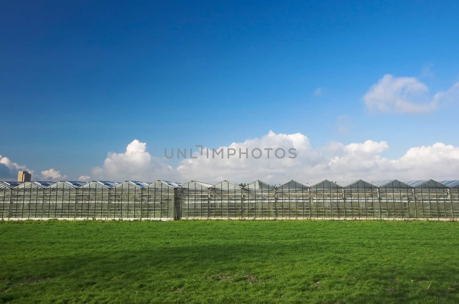 Row of greenhouses under a blue sky in Holland