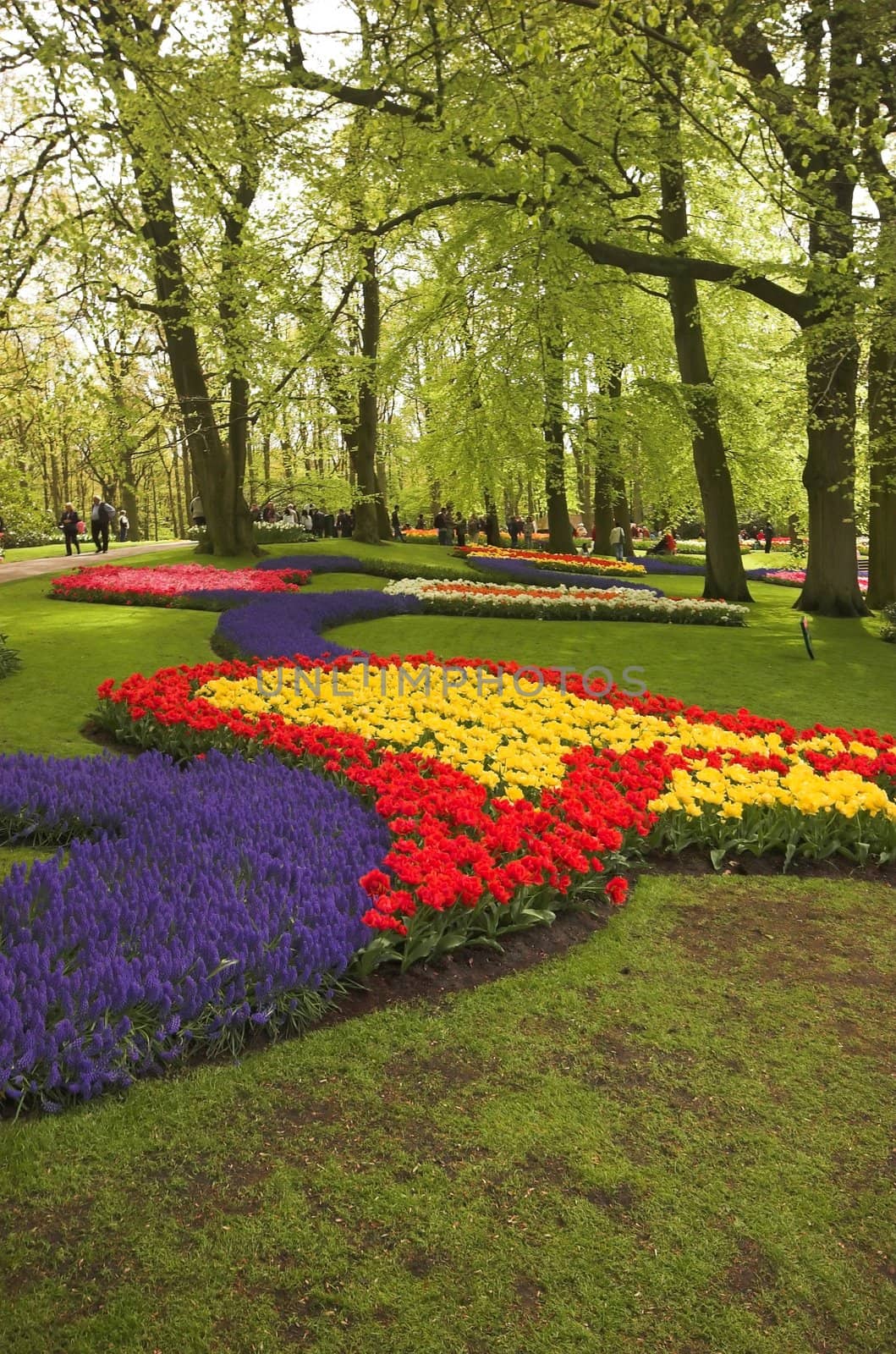 Flowery field of different kinds of flowers in Spring in the exhibition in Keukenhof