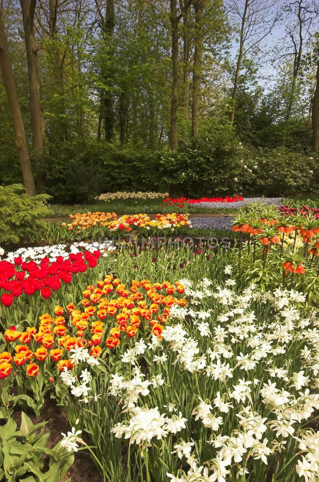 Flowery field of different kinds of flowers in Spring in the exhibition in Keukenhof