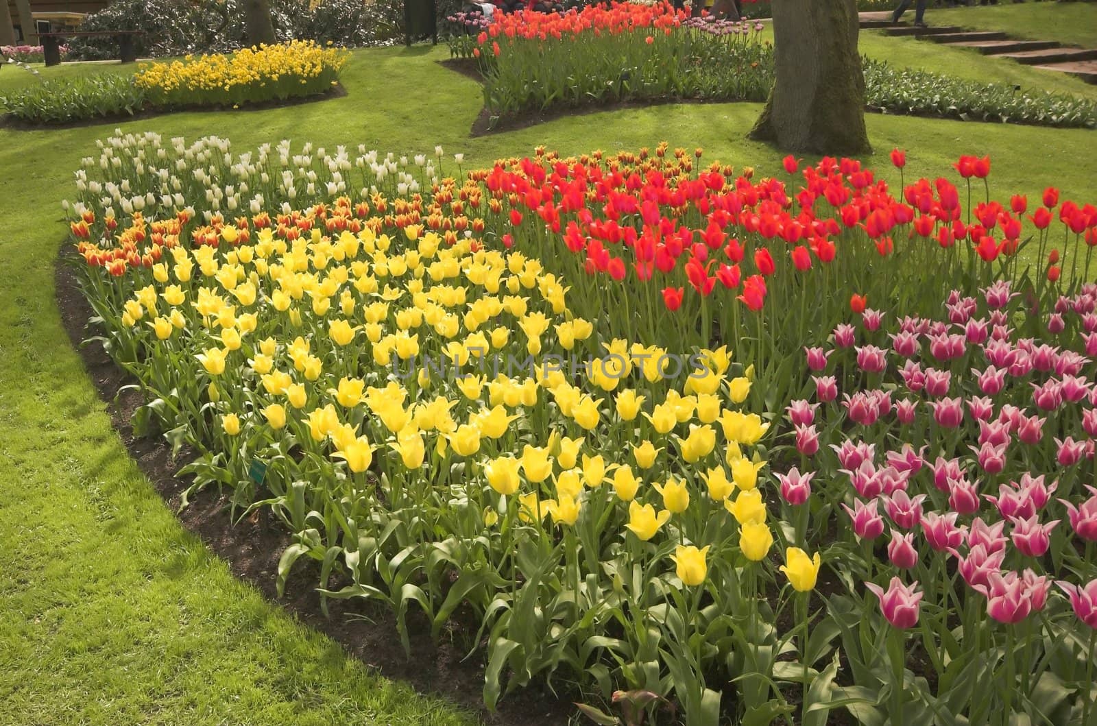Flowery field of different kinds of flowers in Spring in the exhibition in Keukenhof