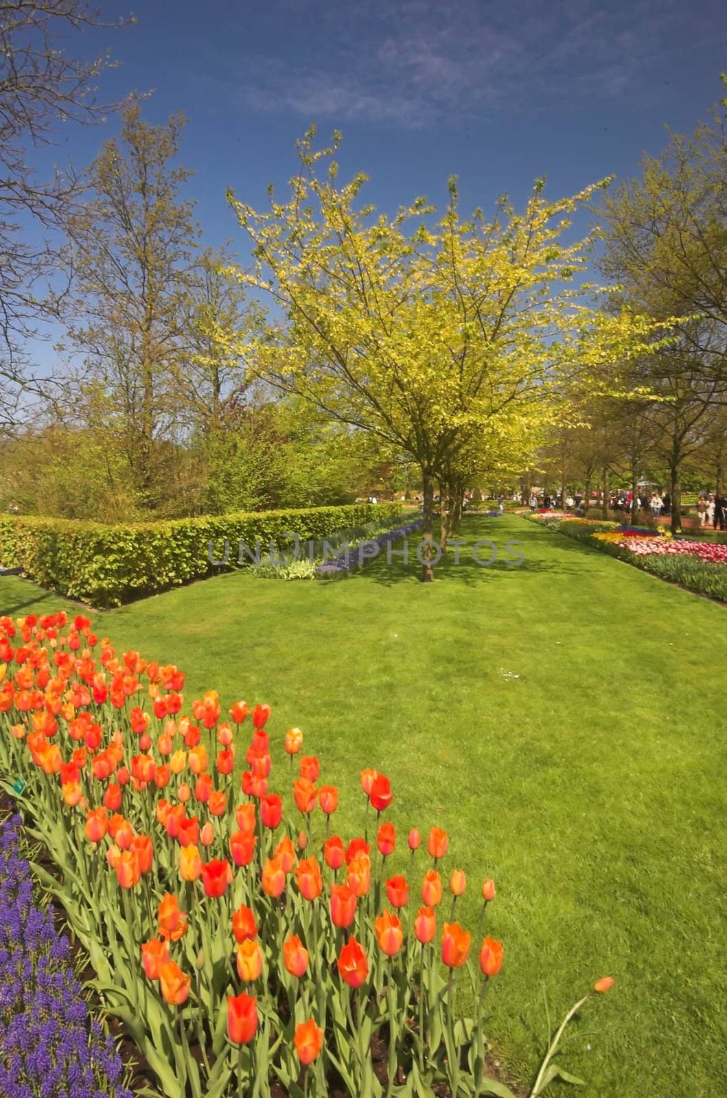 Flowery field of different kinds of flowers in Spring in the exhibition in Keukenhof