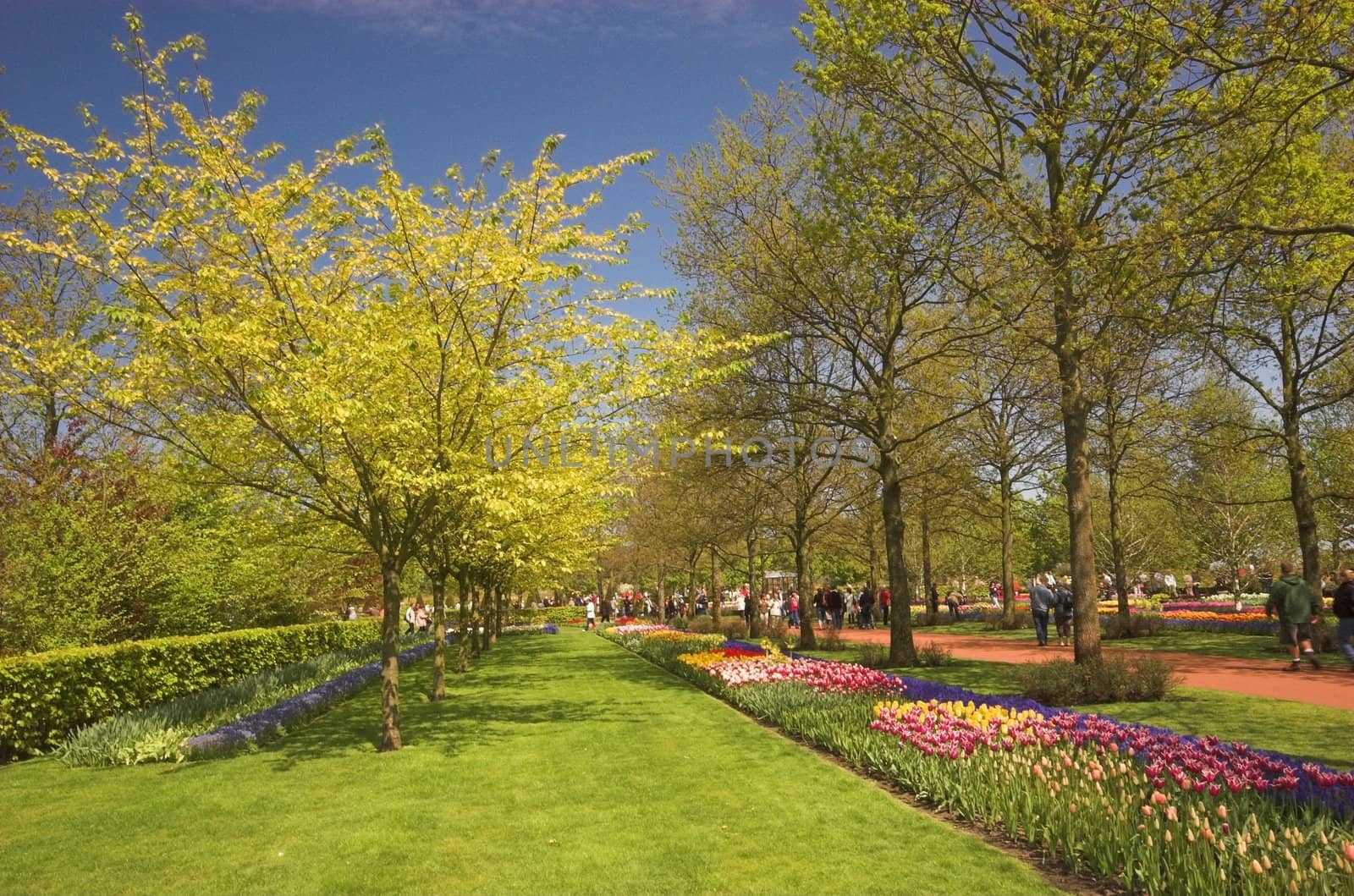 Flowery field of different kinds of flowers in Spring in the exhibition in Keukenhof