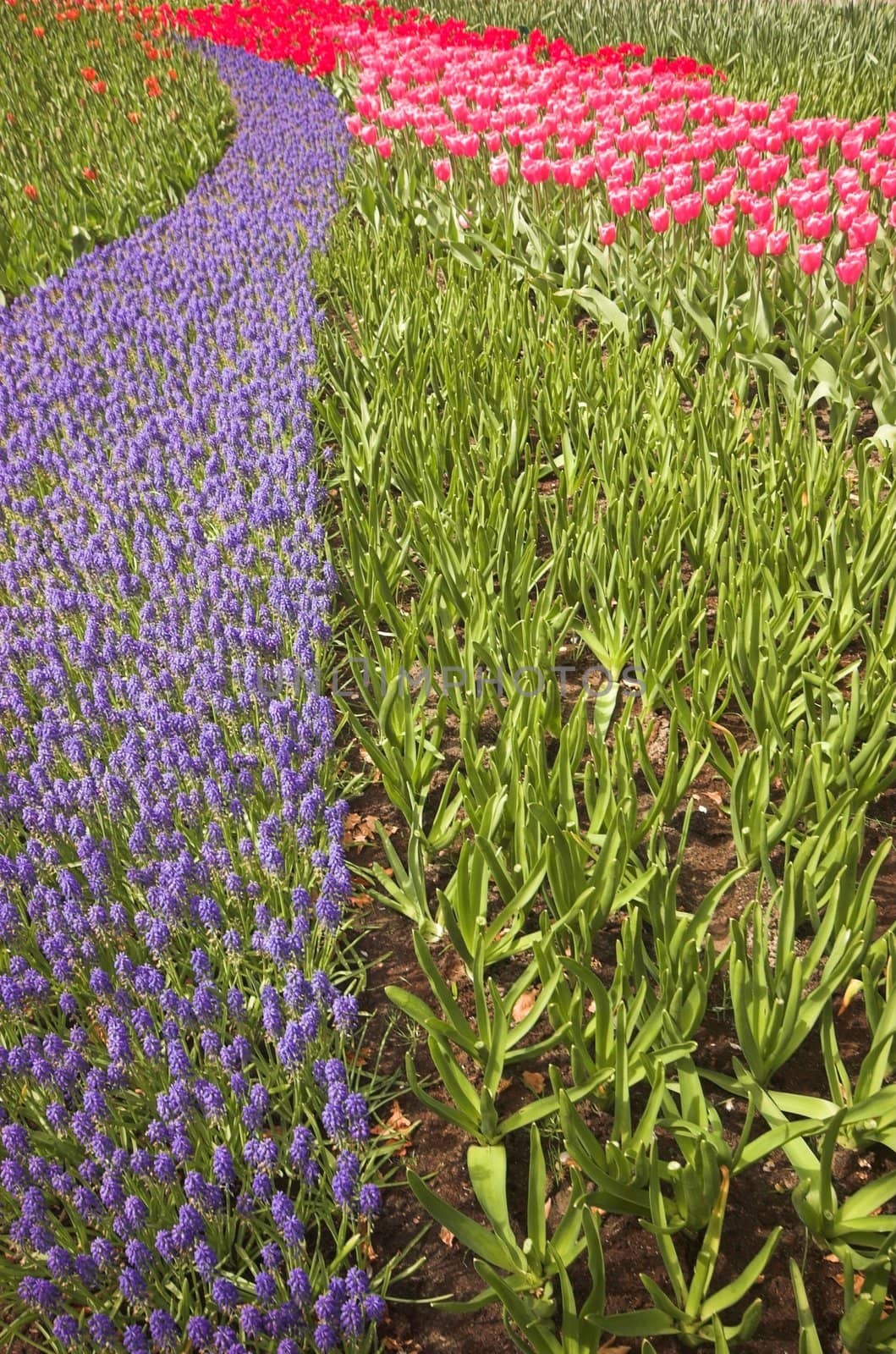 Flowery field of different kinds of flowers in Spring in the exhibition in Keukenhof