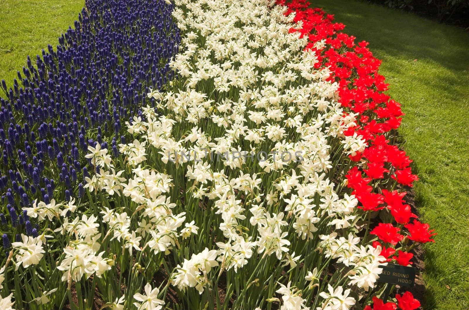 Flowery field of different kinds of flowers in Spring in the exhibition in Keukenhof