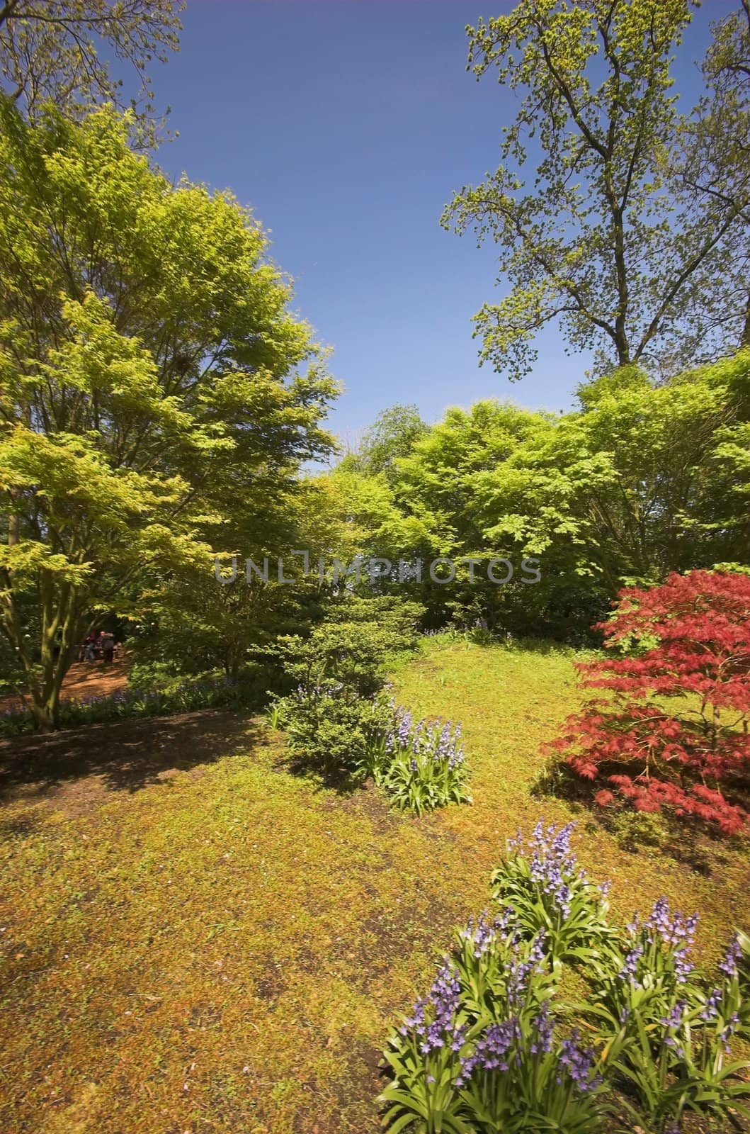 Flowery field of different kinds of flowers in Spring in the exhibition in Keukenhof