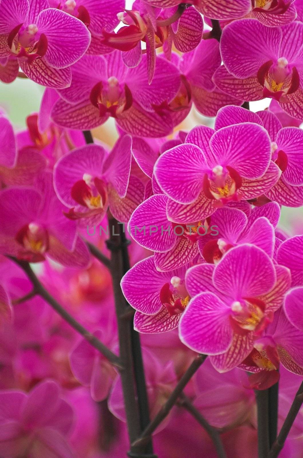 Orchids on exhibition in Holland