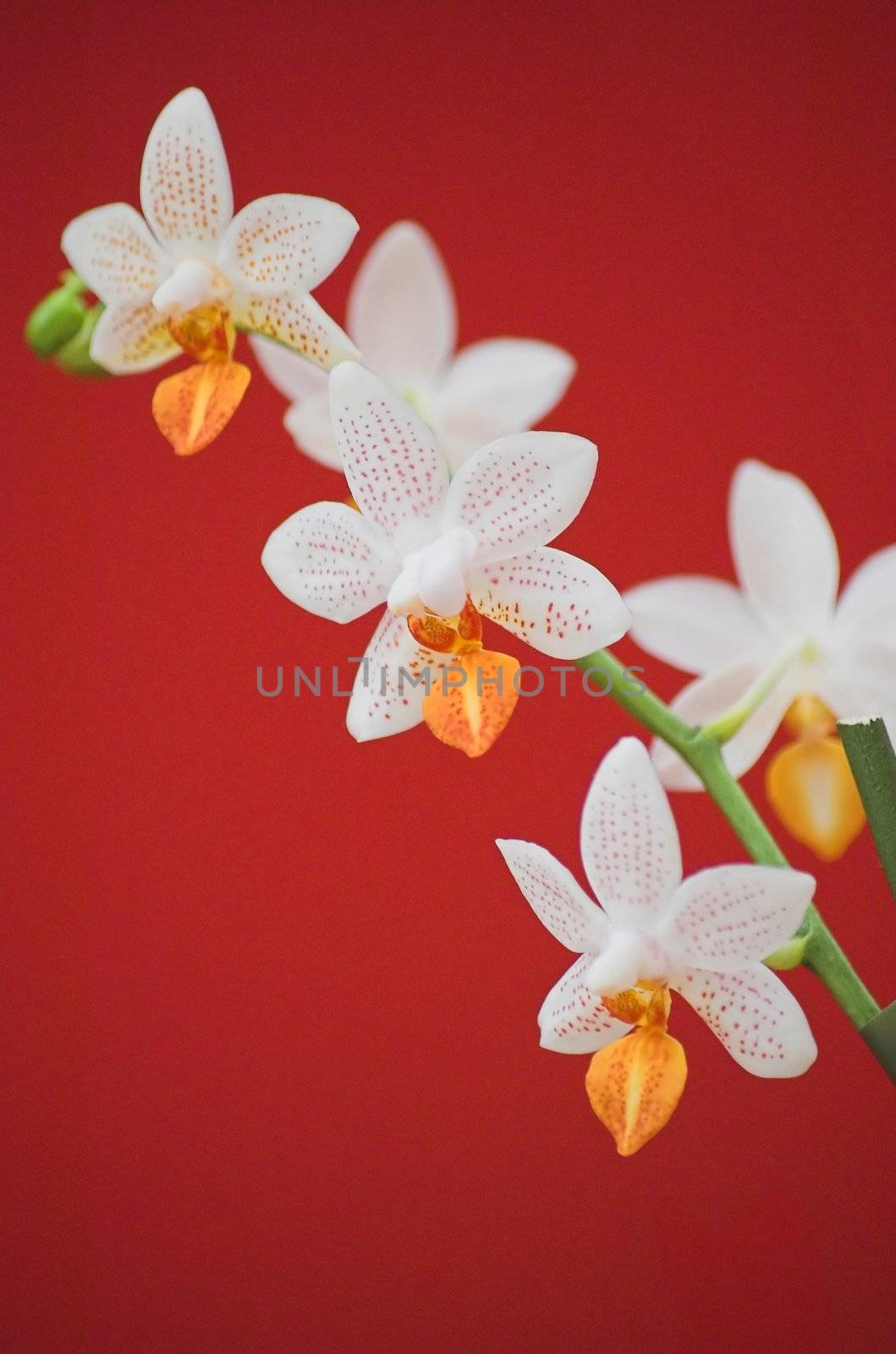 Multiple white orchid flowers on a stalk, isolated on red