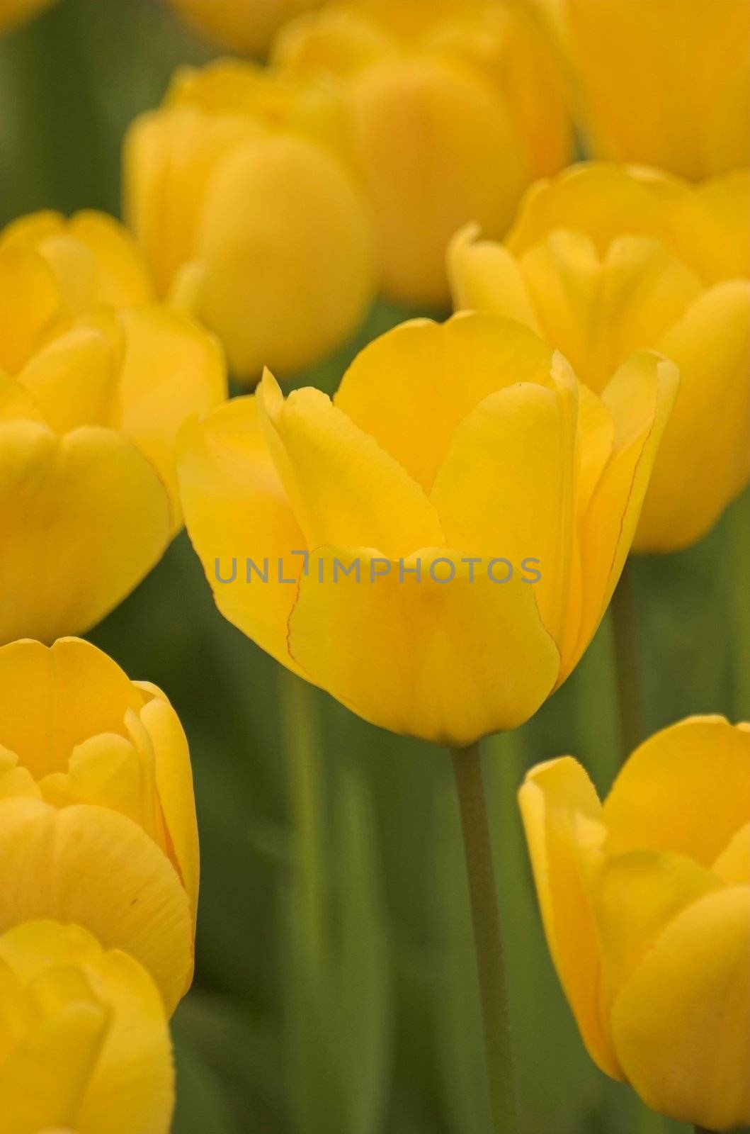 Field of tulips on exhibition in Keukenhof, Holland