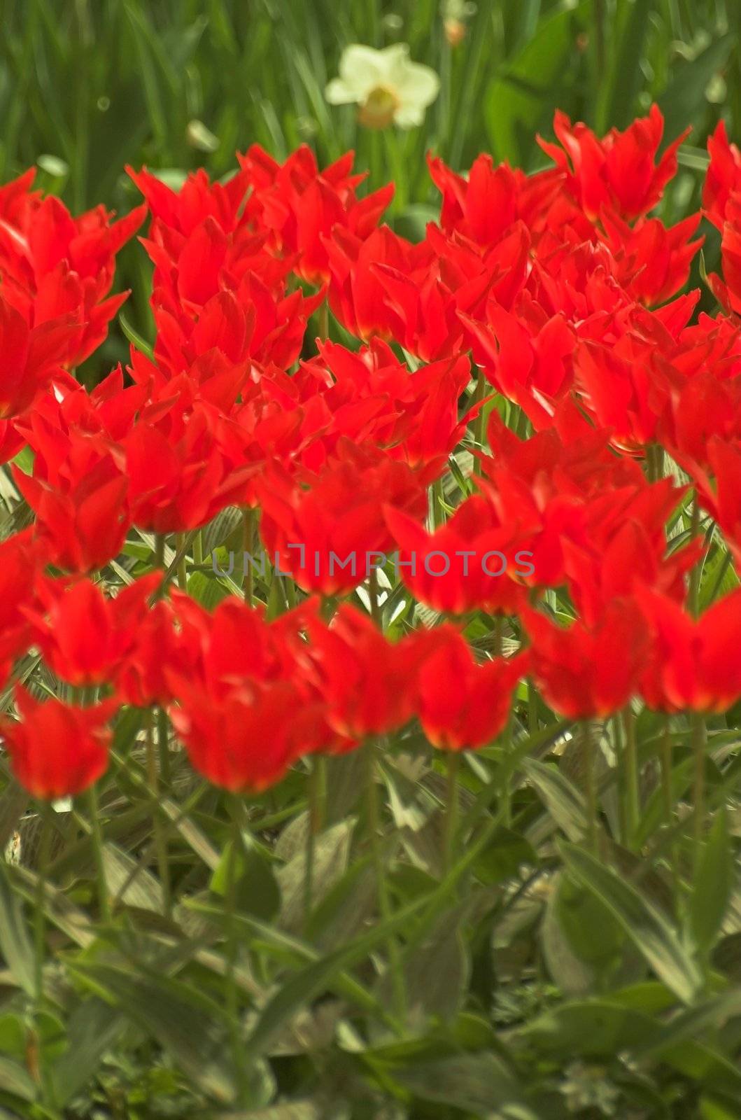 Field of tulips on exhibition in Keukenhof, Holland