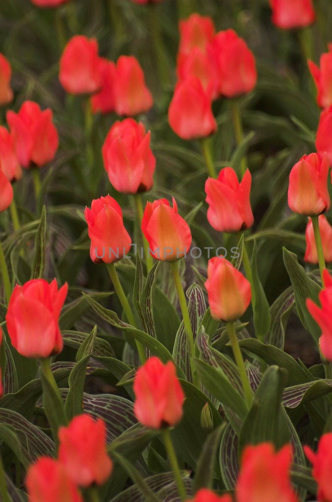 Field of tulips on exhibition in Keukenhof, Holland