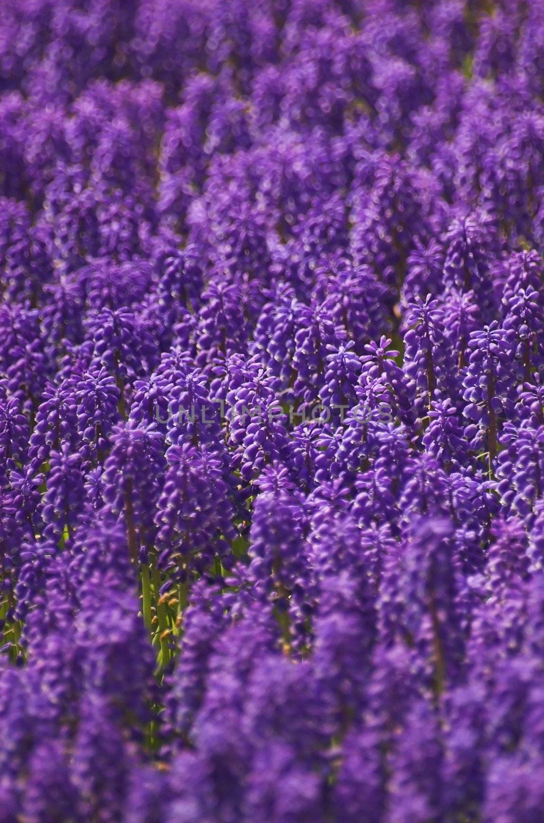 Hyacinth field in vertical arrangement, shot from above, in Spring