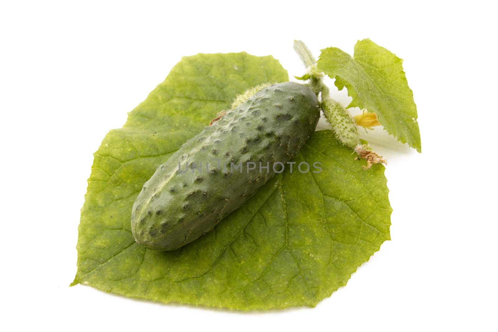 Isolated cucumber by Nikonas