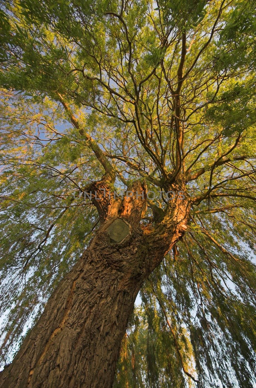 Tree trunk by twieja
