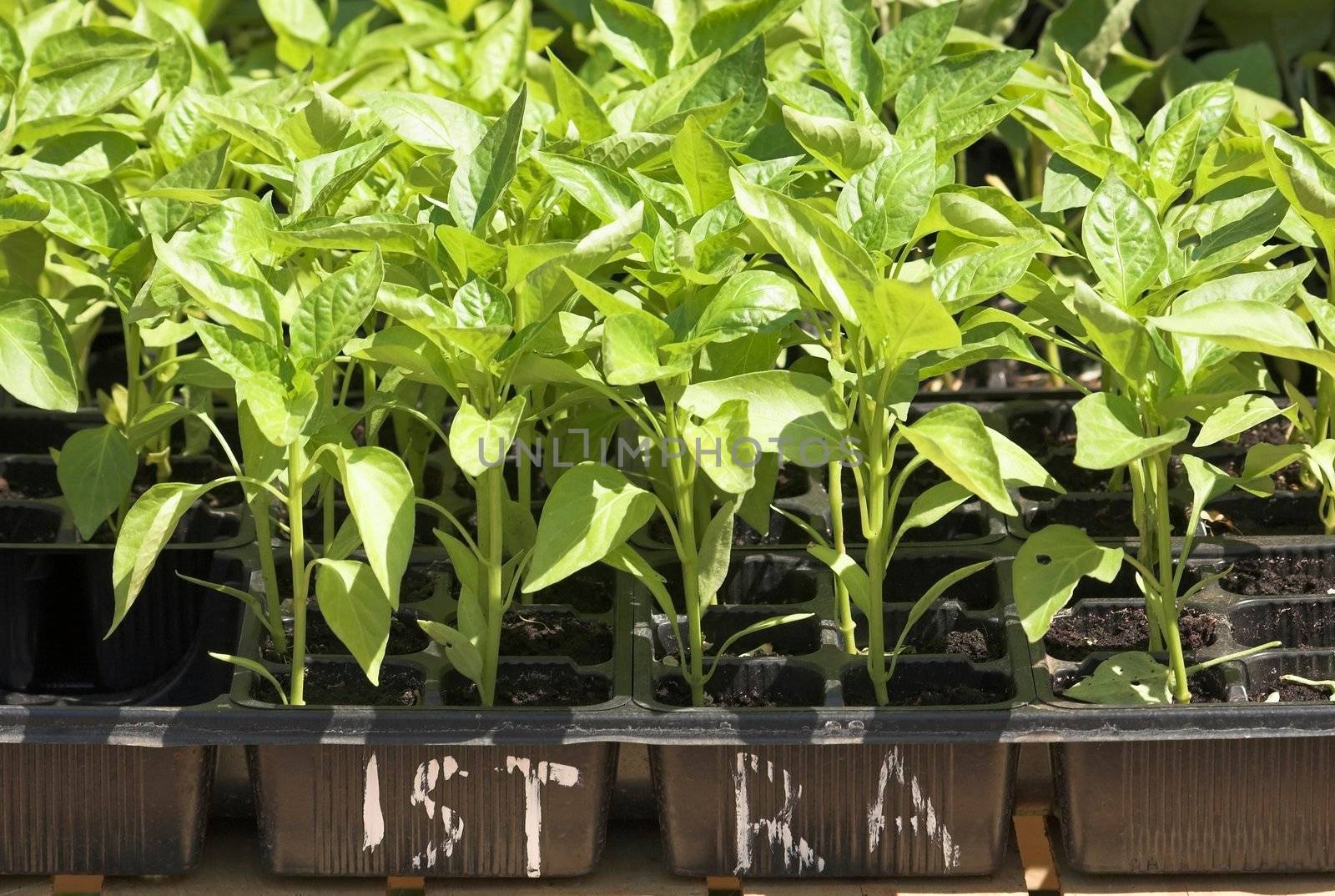 Herbs on a traditional fair in Pula