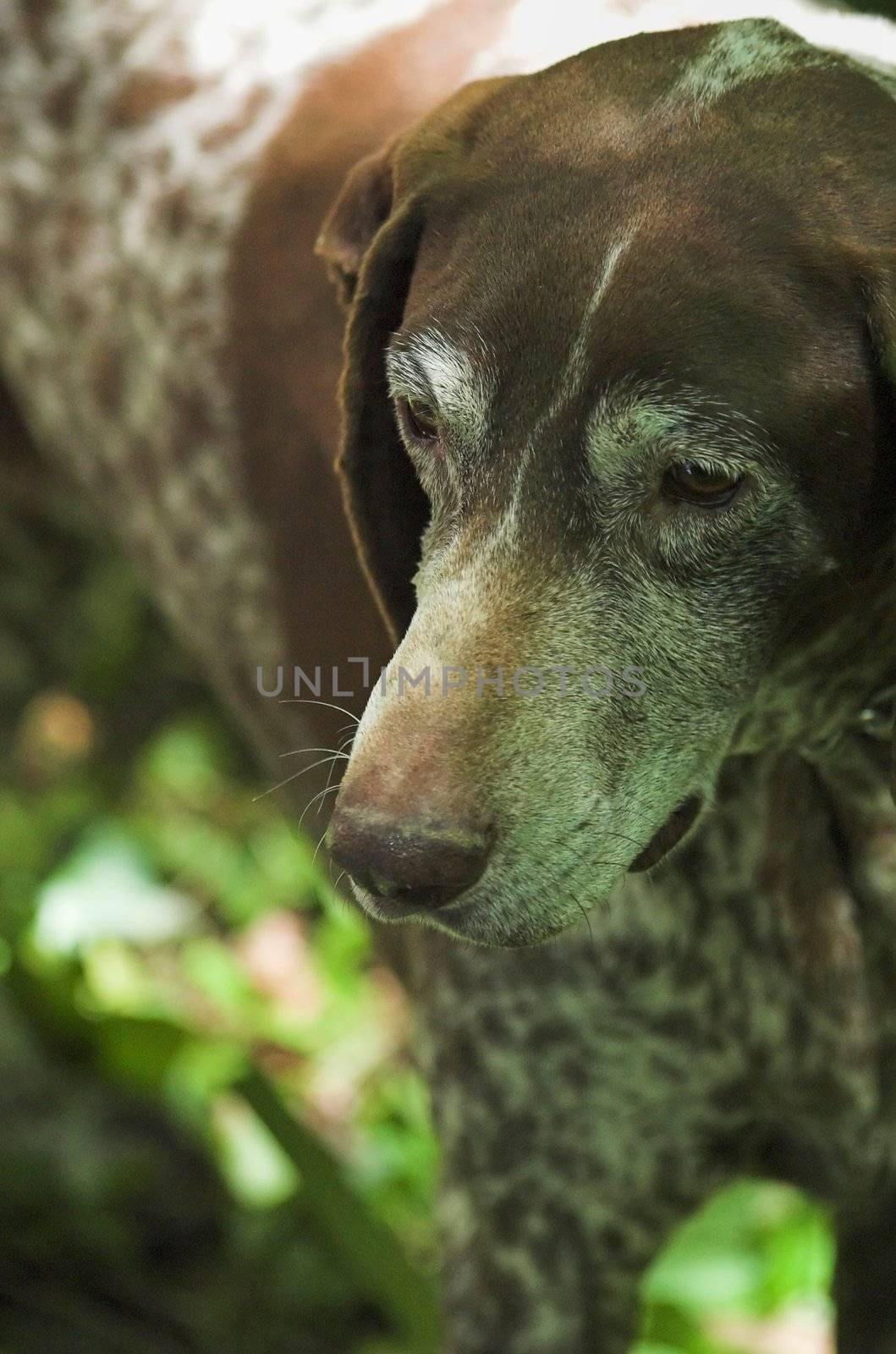 Truffle hunting dog, pointer kind