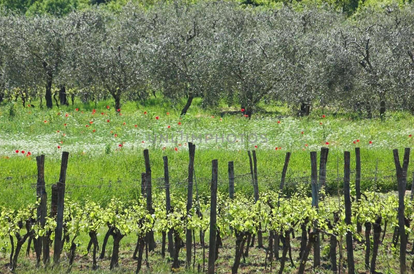Three-coloured field (vineyard) in Istria