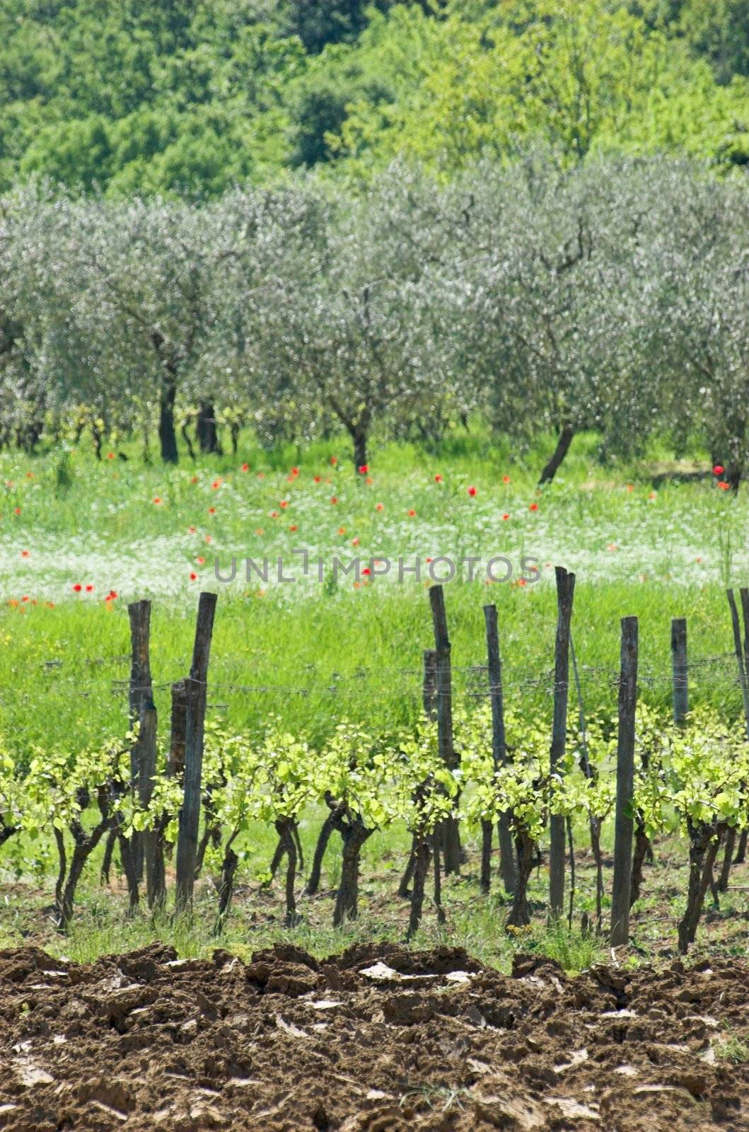 Vineyard in Istria, region of Mirna river