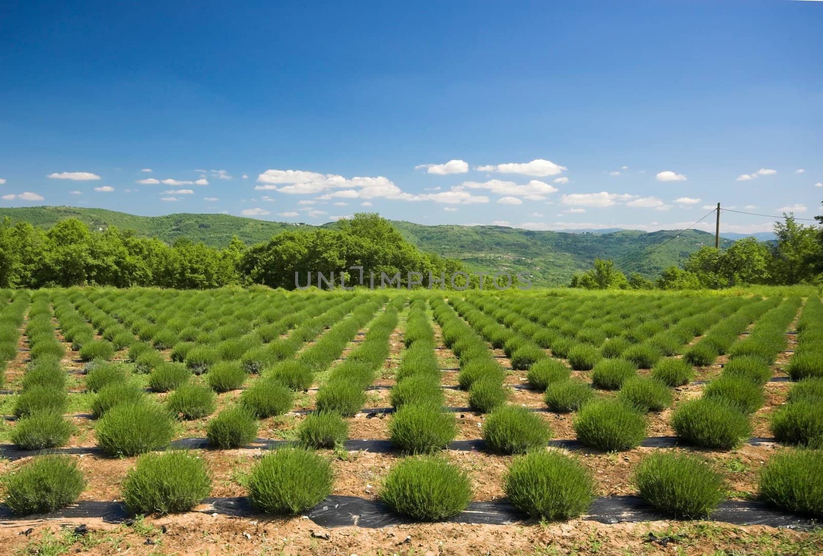 Lavender field in the region of Mirna, Istria