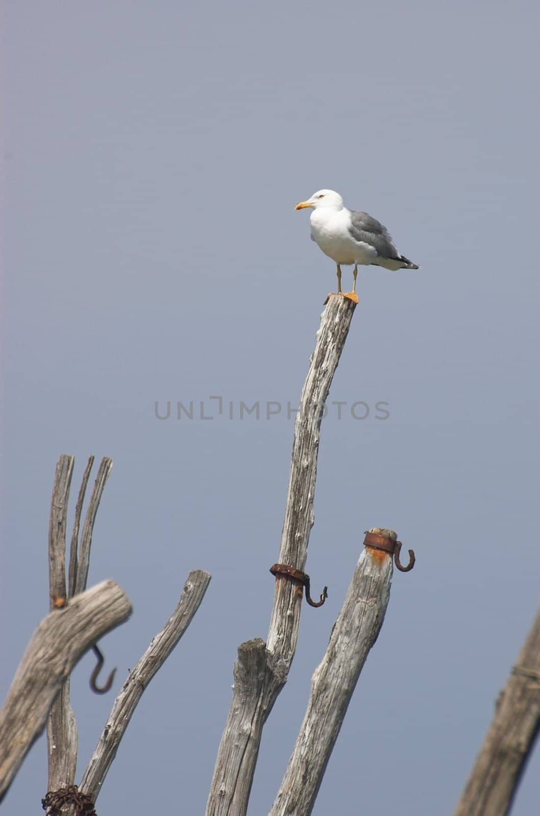 Sea gull sitting on the top of a wooden pole