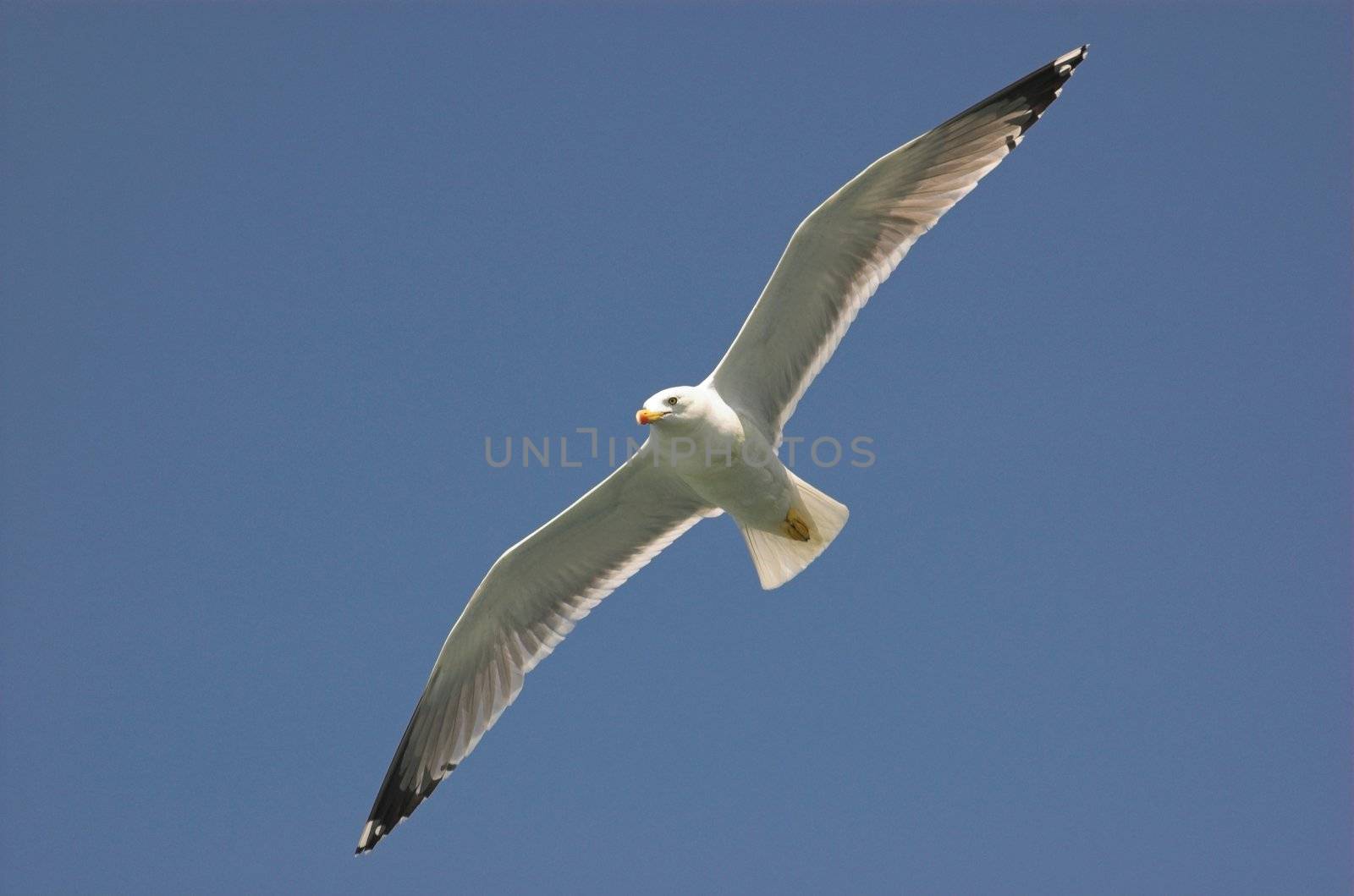 Common gull in croatian blue sky