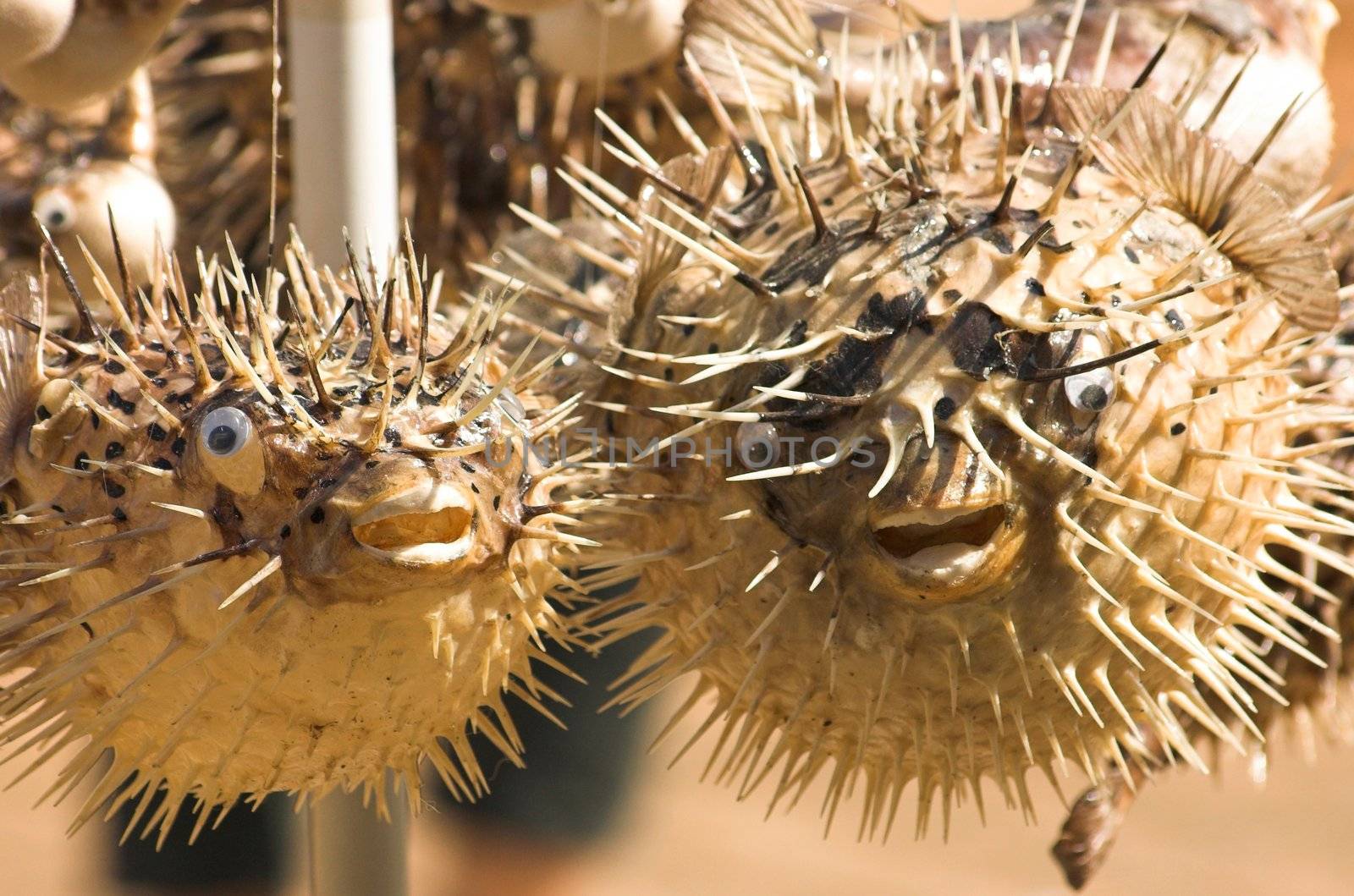 Dead porcupinefish sold as a souvenir in a gift shop in Croatia