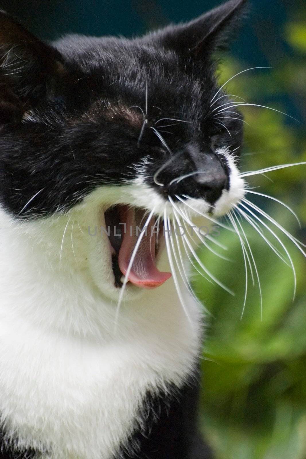 Portrait of a yawning black and white cat