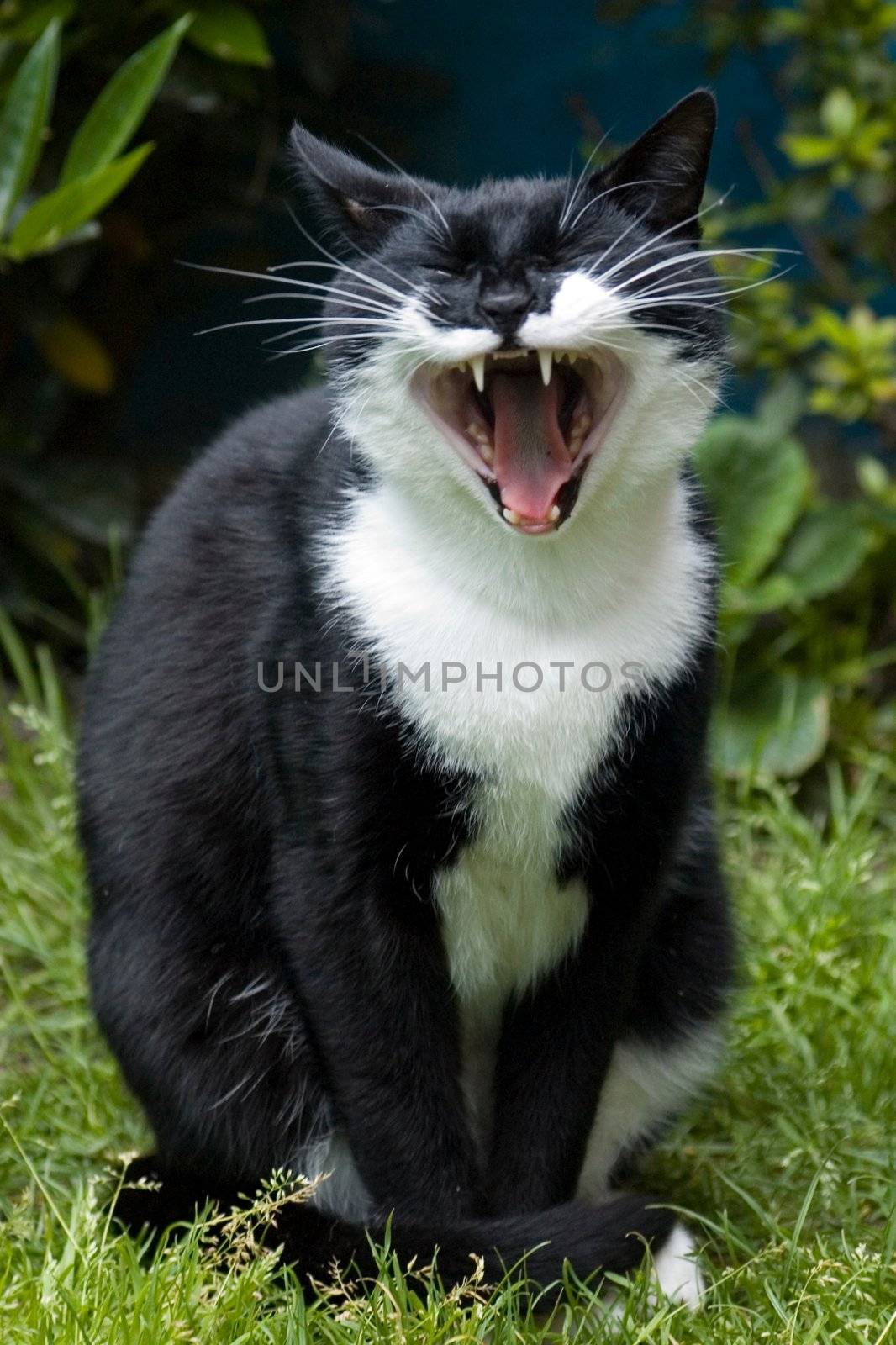 Yawning black and white cat on a green lawn