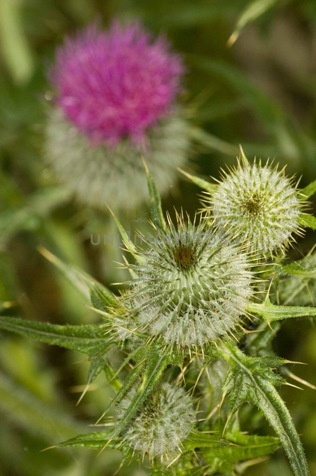 Purple thistle flower with green background, macro