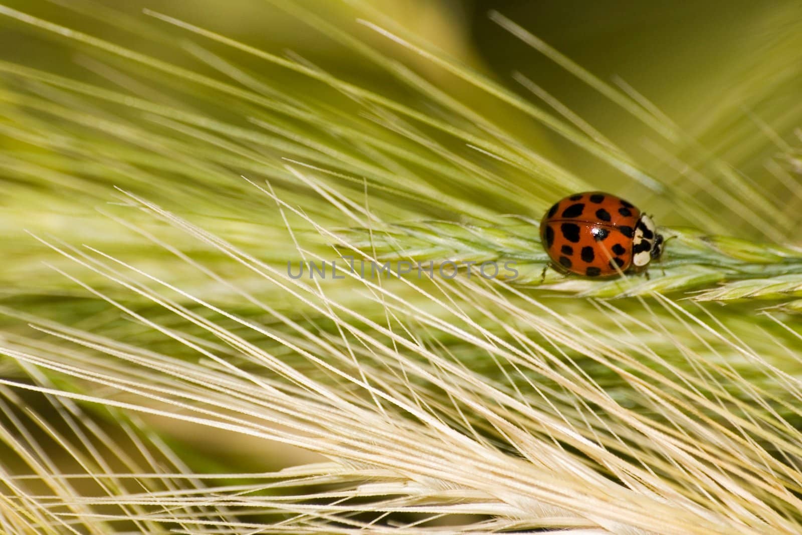 Ladybug on a grass stalk, macro photography