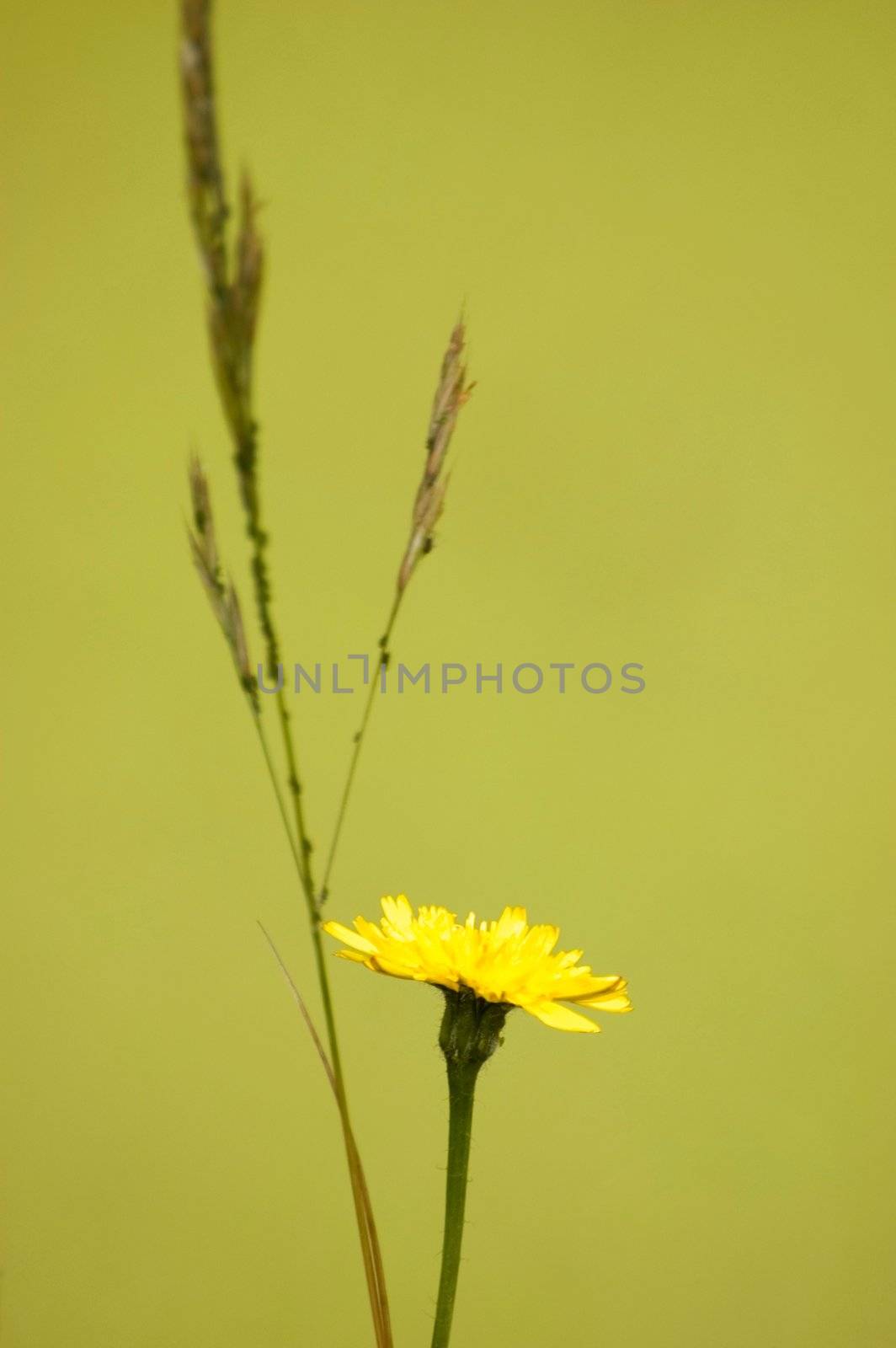 Yellow weed flower isolated on green