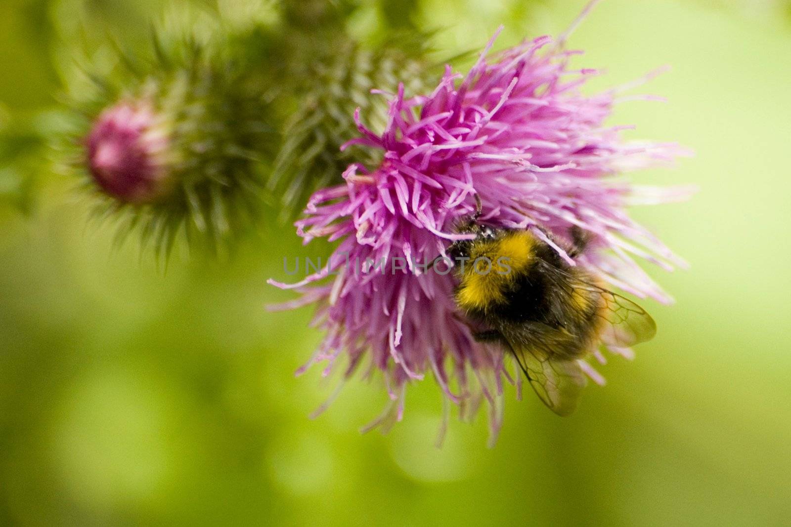 Bumblebee picking nectar from a thistle flower