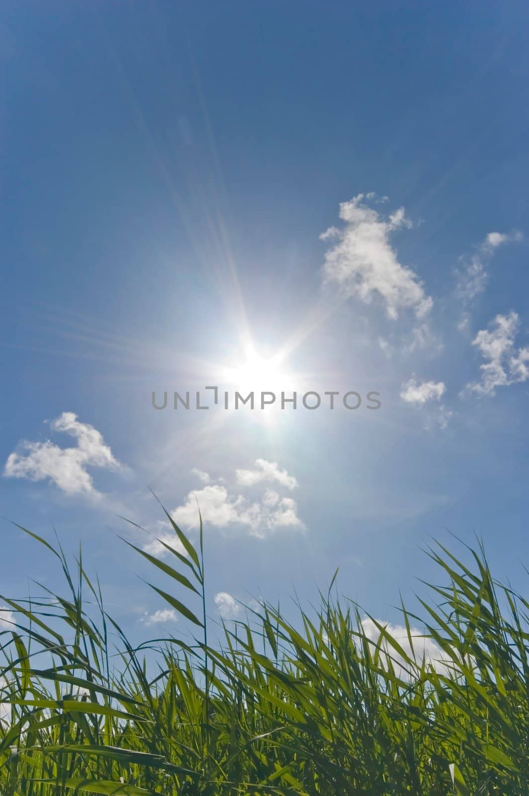 Sunny warm Summer sky with full sun and some grass in the foreground