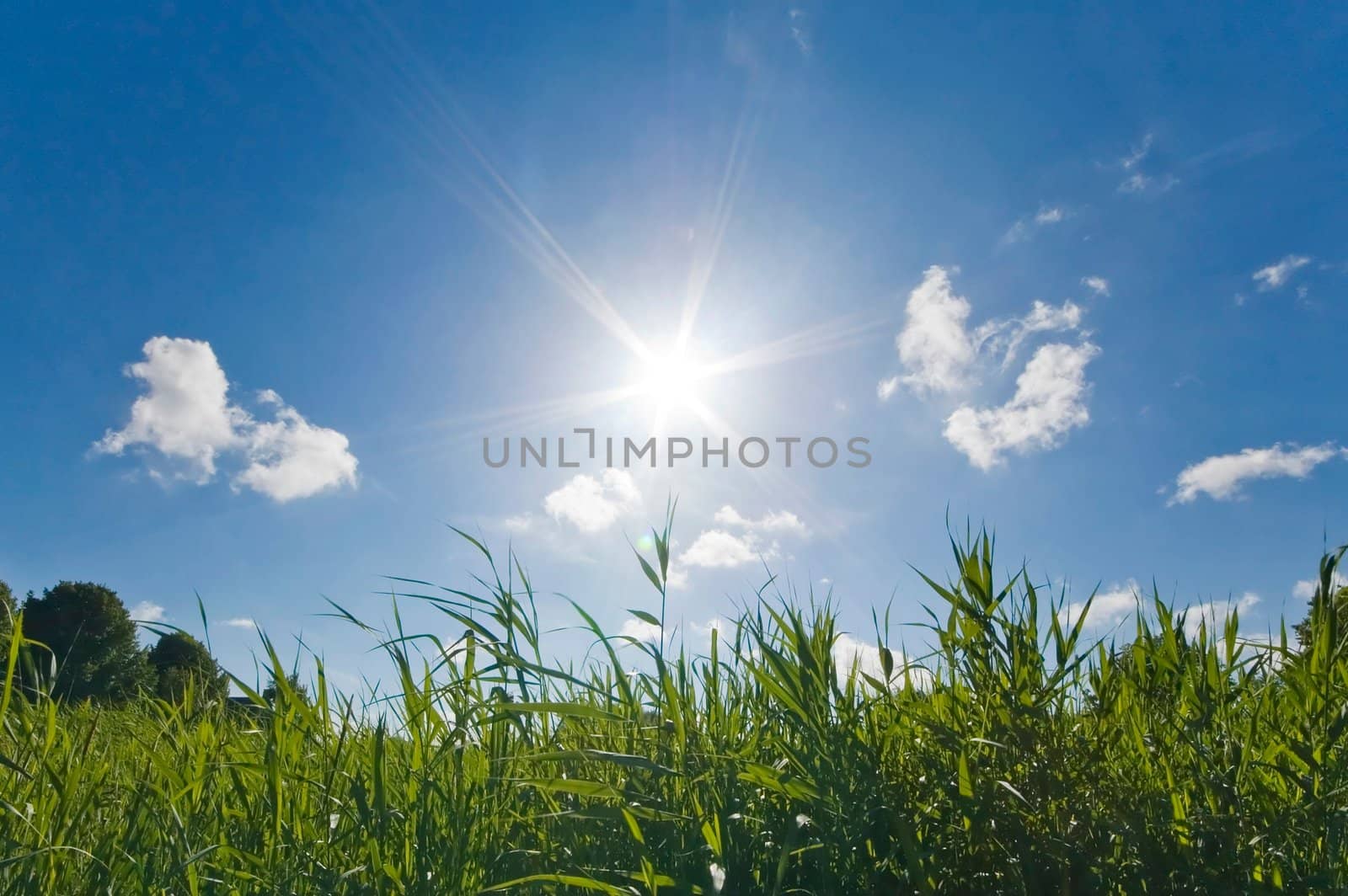 Sunny warm Summer sky with full sun and some grass in the foreground