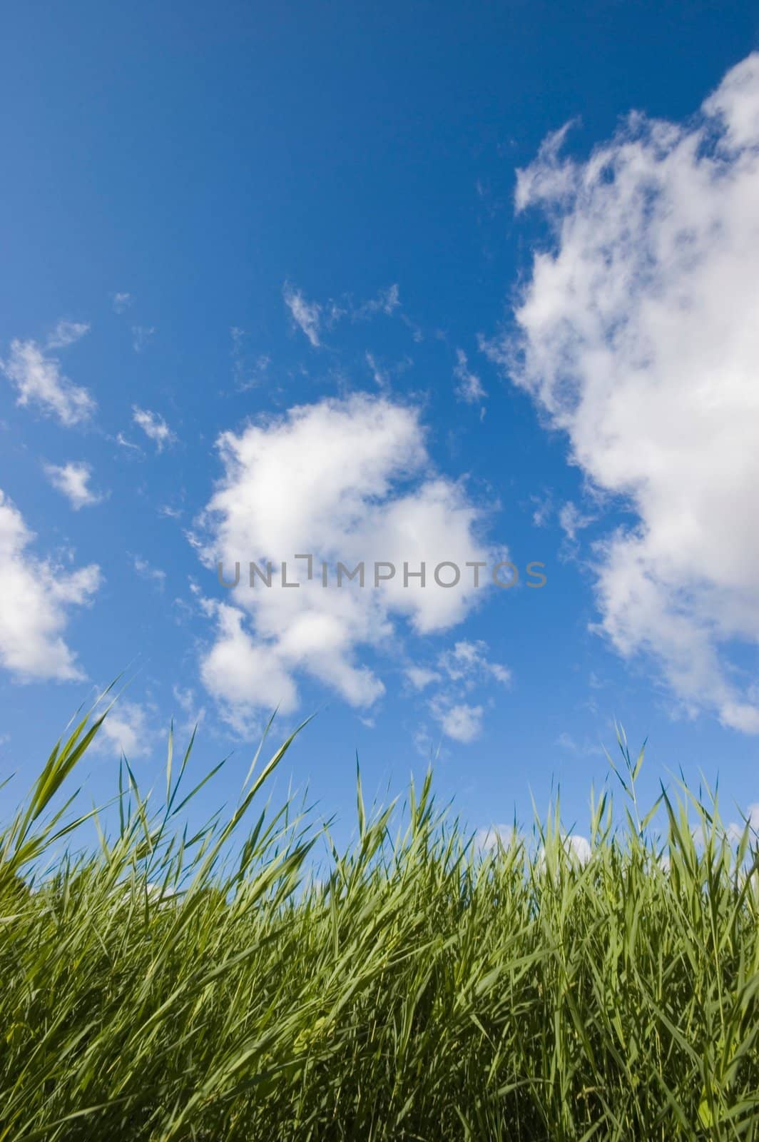 Blue sunny summer sky covered with clouds over green grass