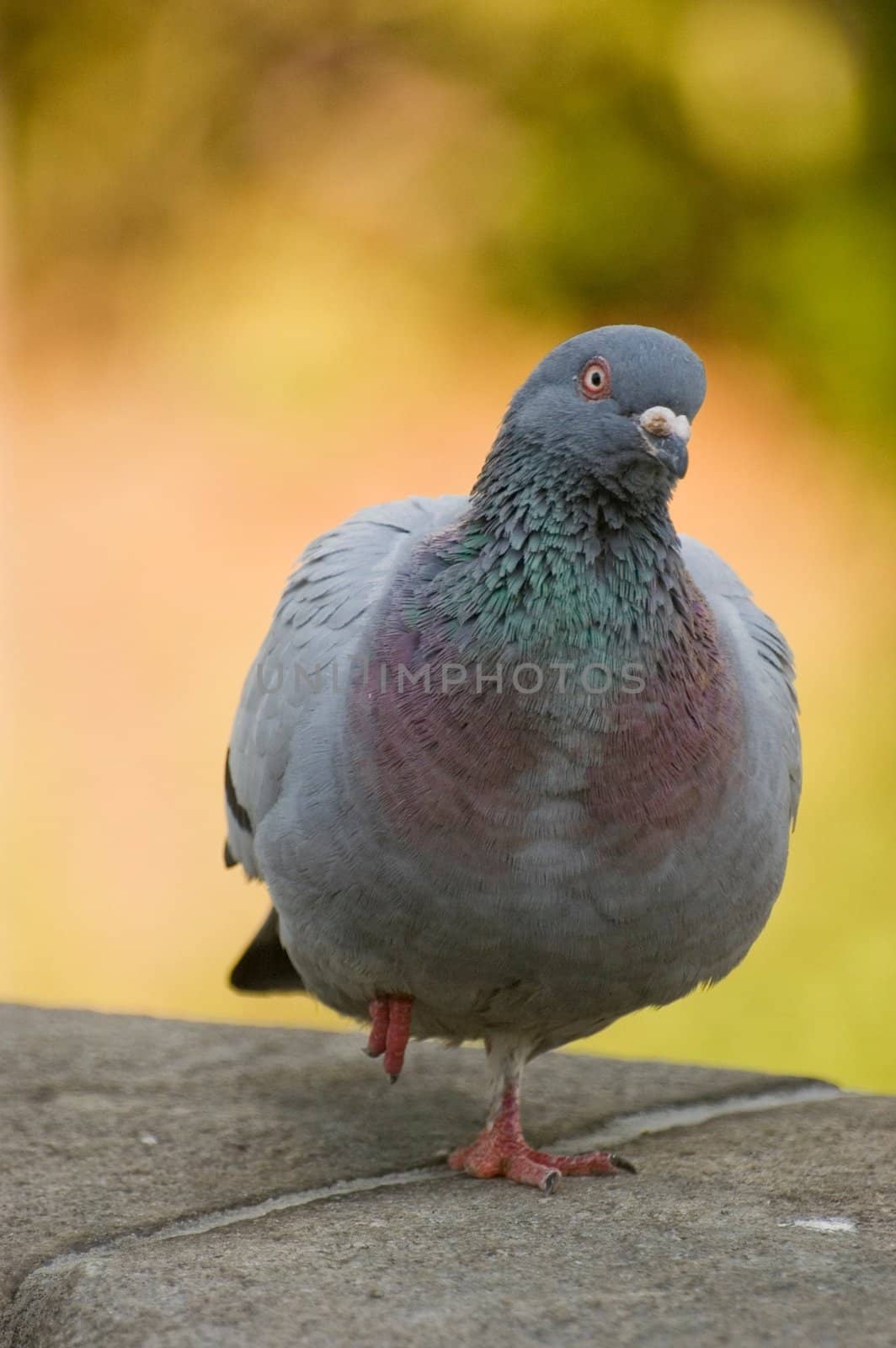 Feral rock pigeon resting on a stone wall