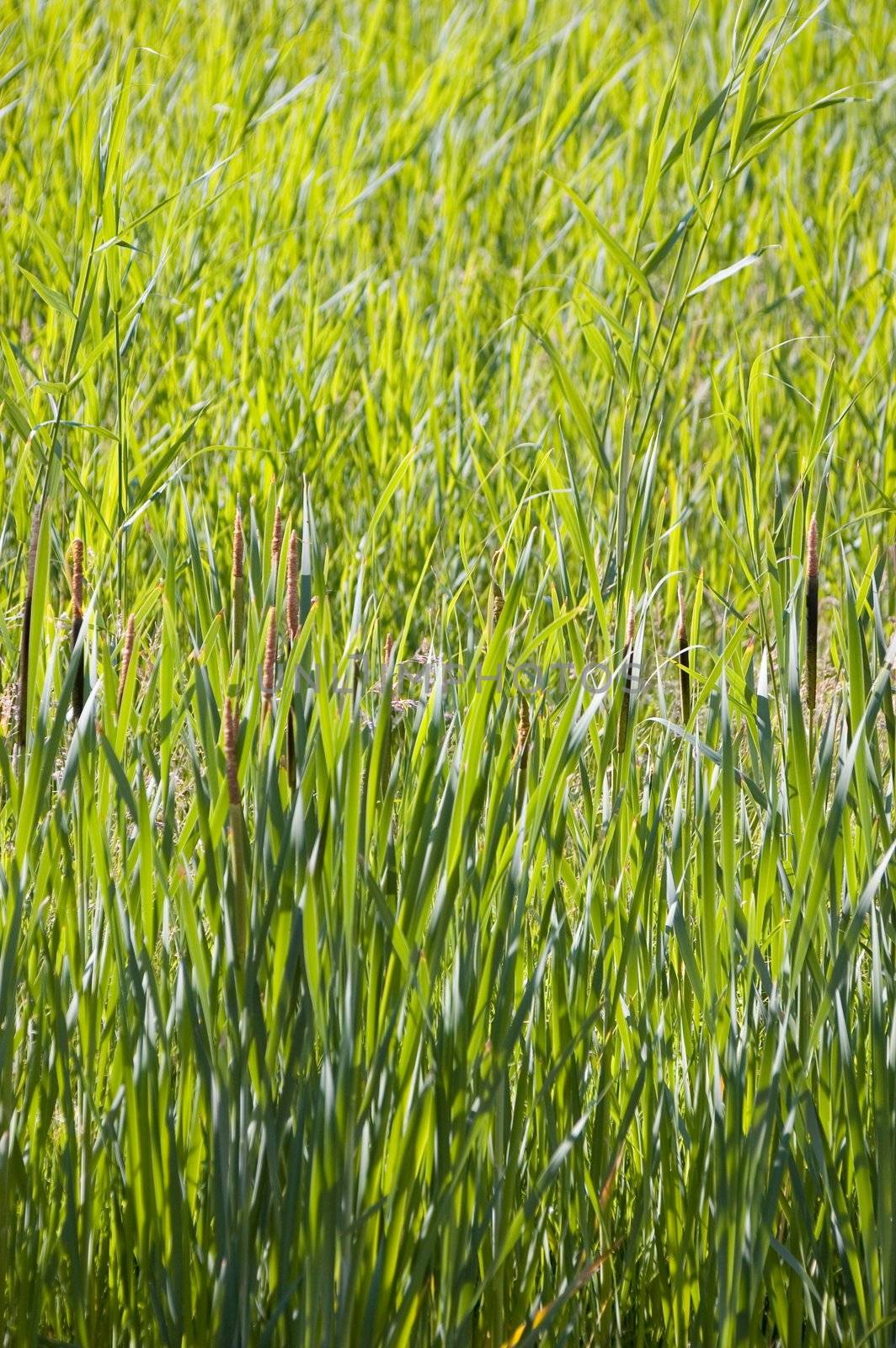 Green grass field in summer, organic pattern