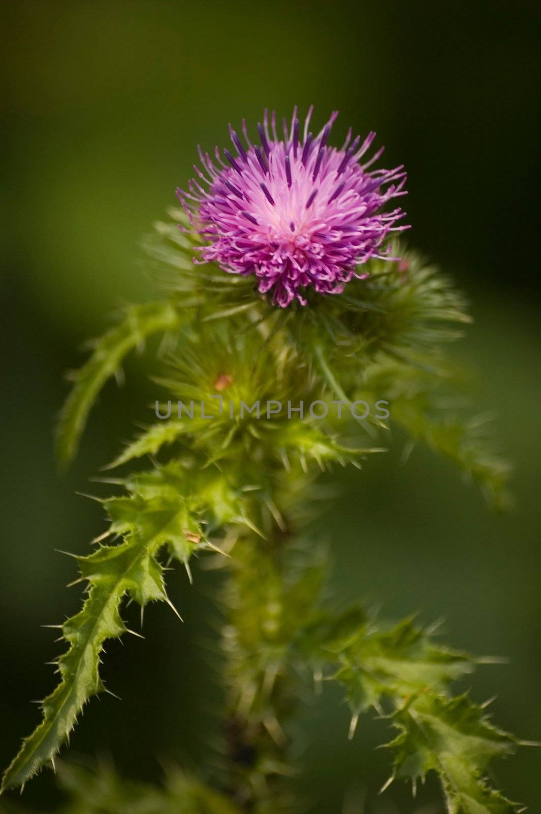 Thistle by twieja