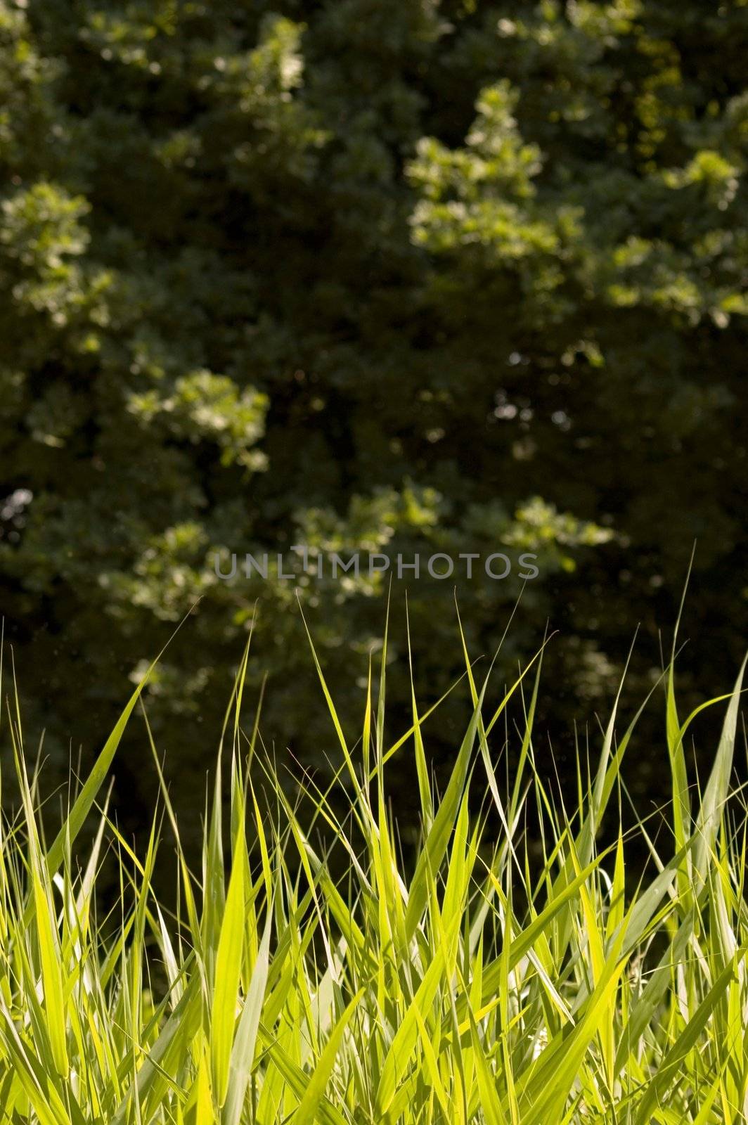 Green grass blades with black forest in the background