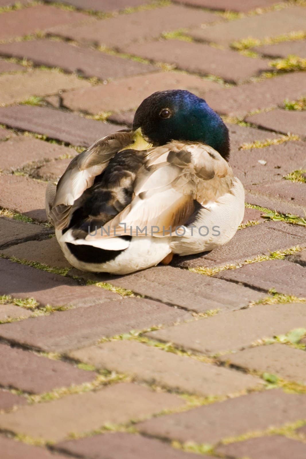 Male mallard duck sleeping on a street