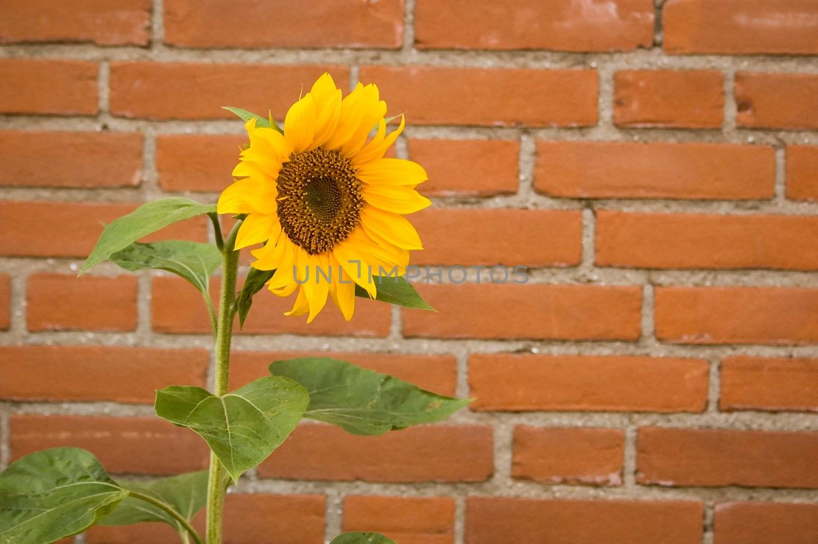 Sunflower by twieja