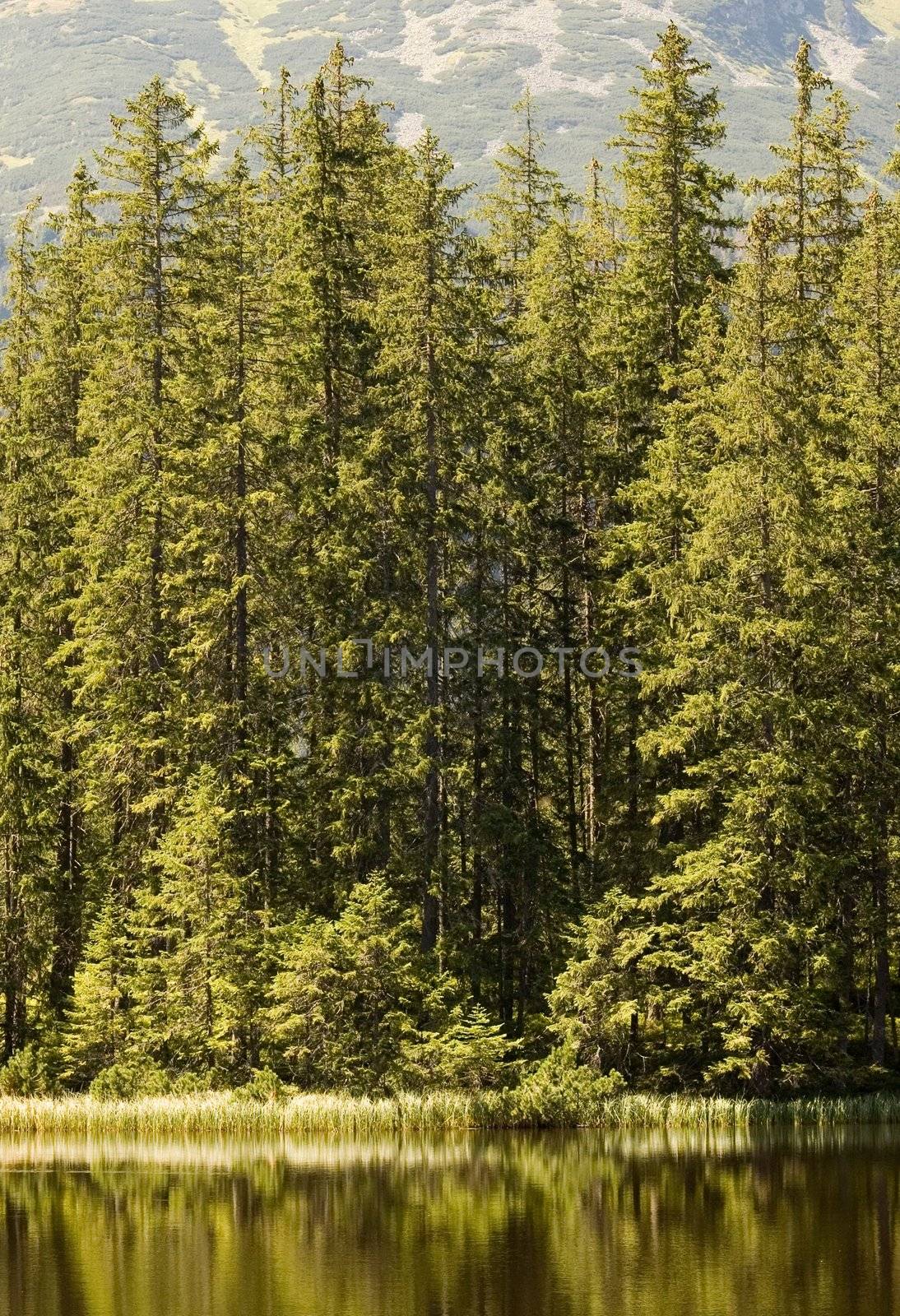 Forest edge of a forest reflecting in a mountain lake