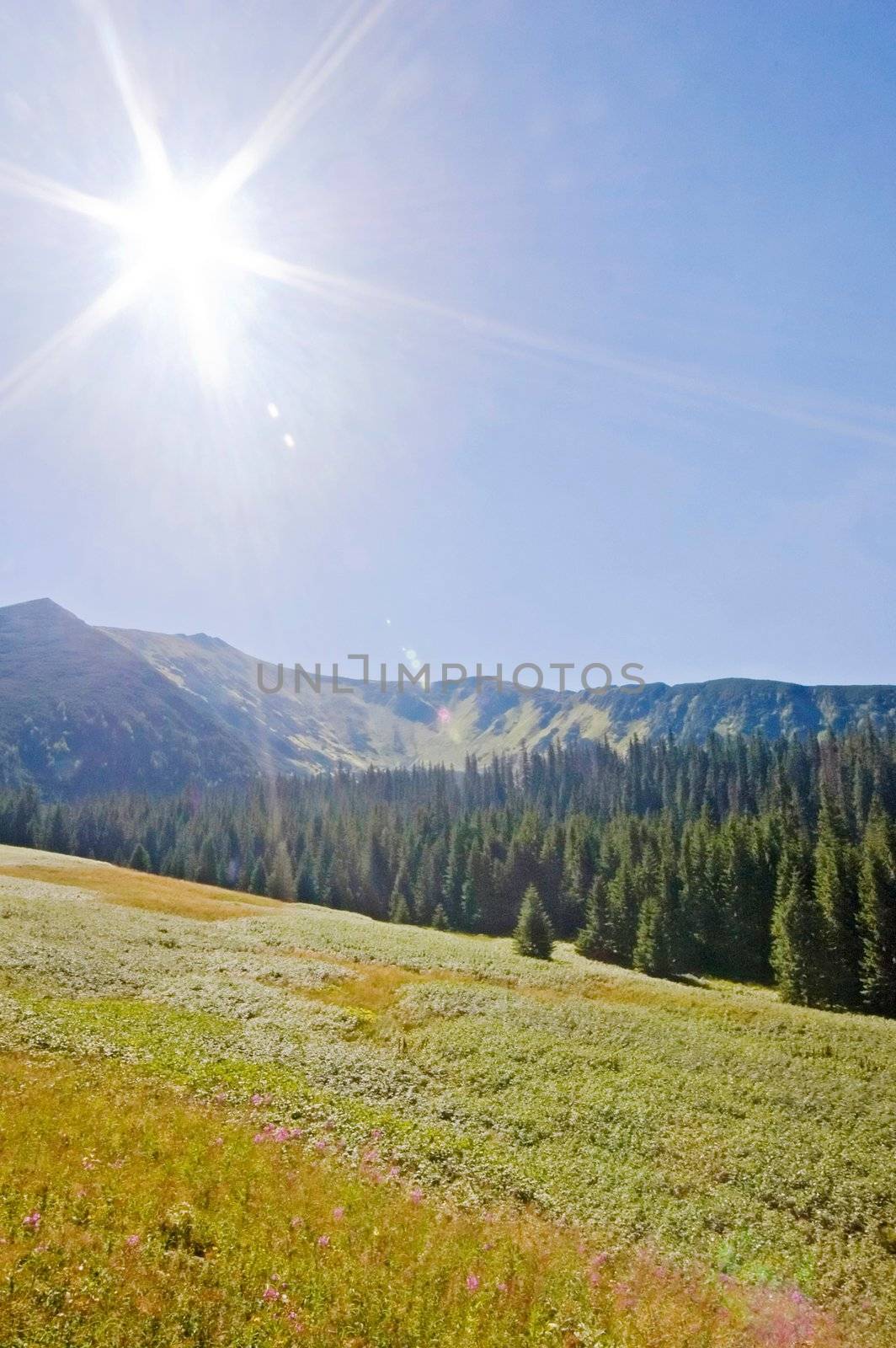 Summer day in a valley in Polish Tatra mountains