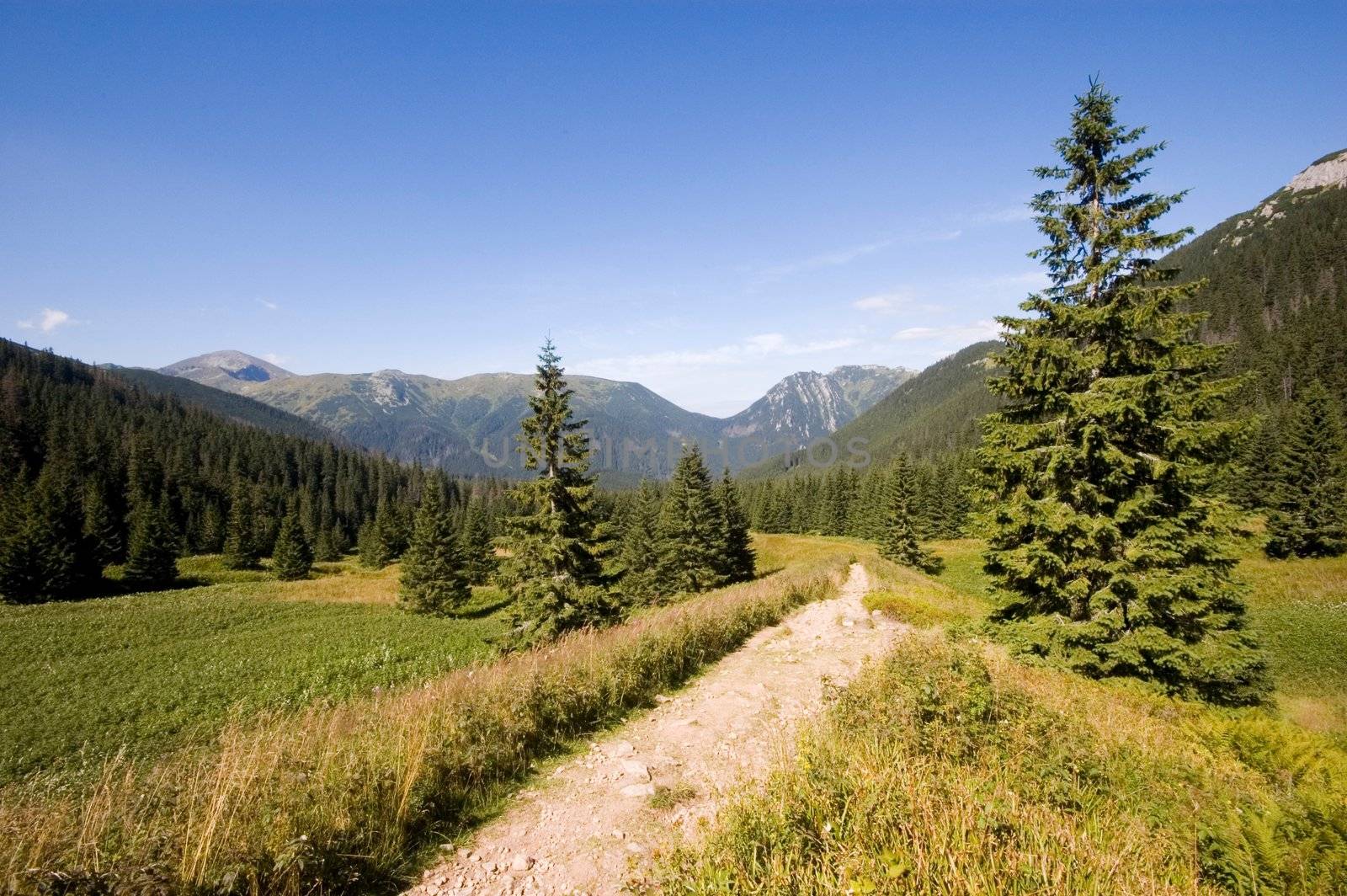 Pathway leading through a summer rural mountain landscape