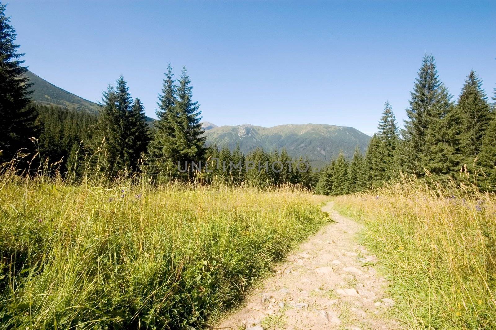Pathway in Polish Tatra mountains in Summer