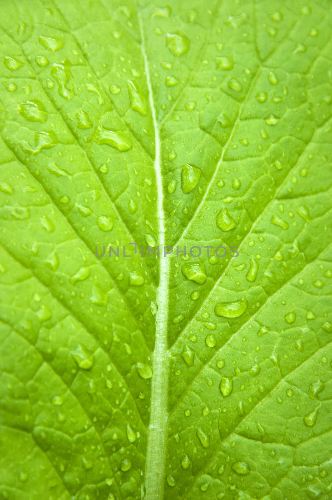 Chinese cabbage. by szefei