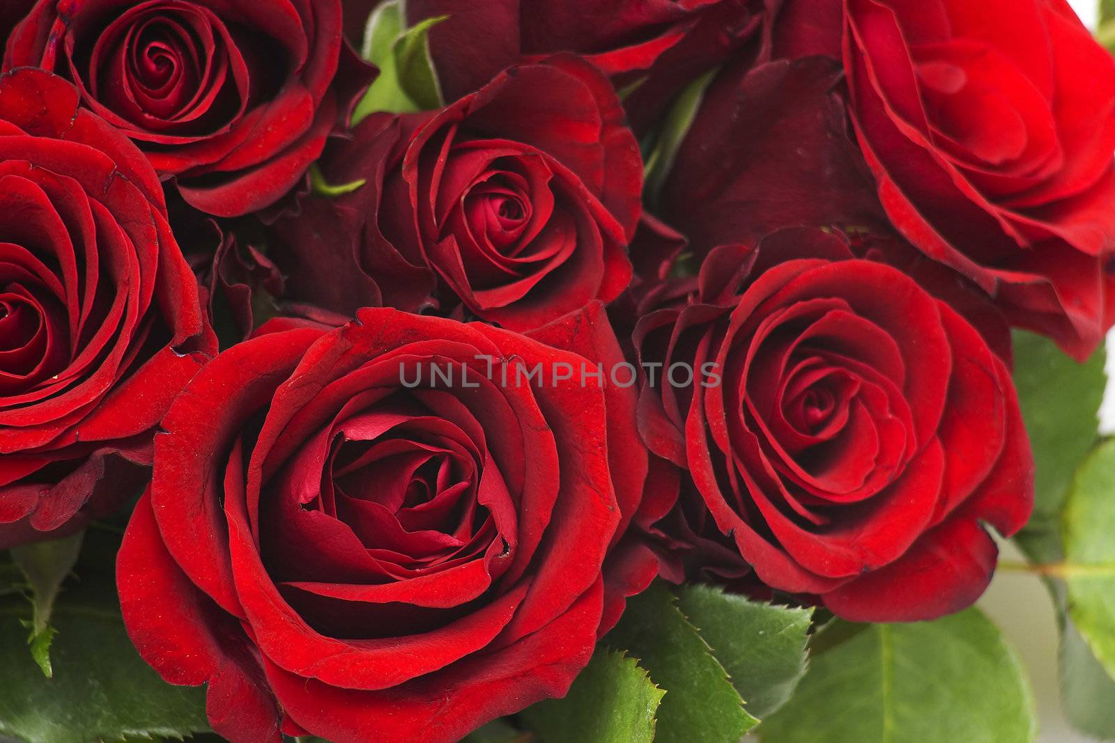 red roses
